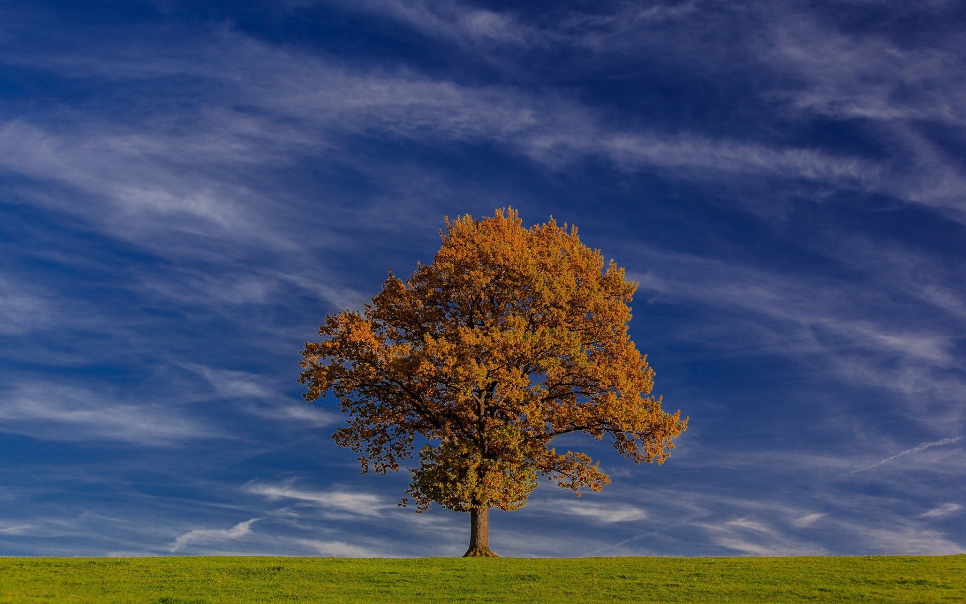 bayern deutschland himmel baum