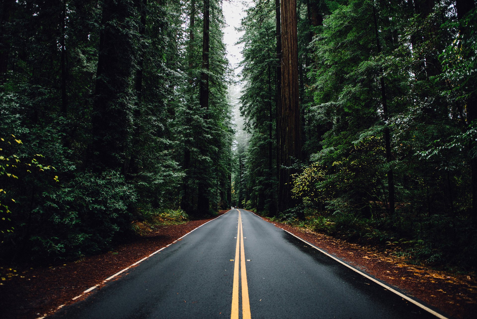 natur bäume wald straße auto