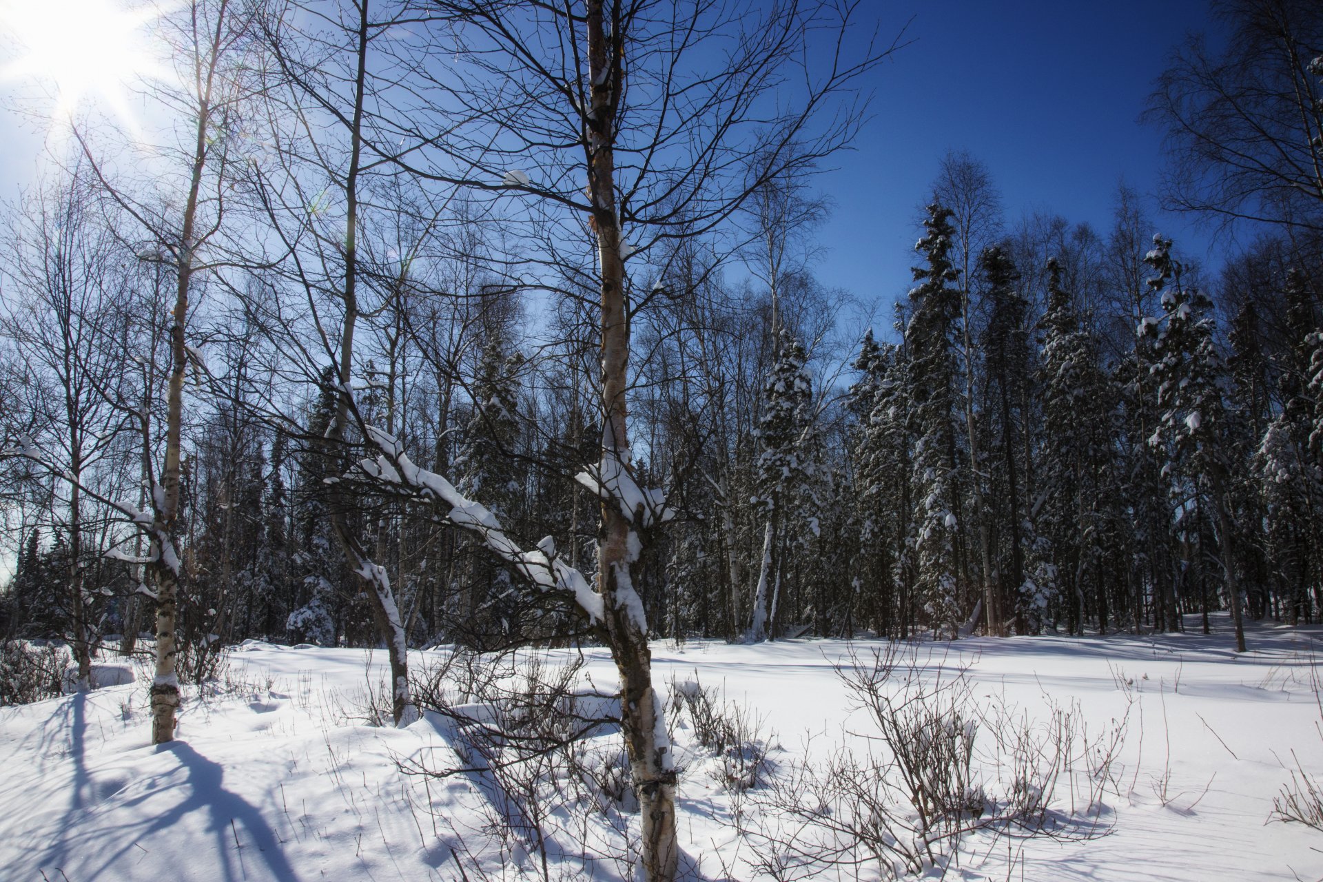 bosque árboles invierno nieve cielo sol