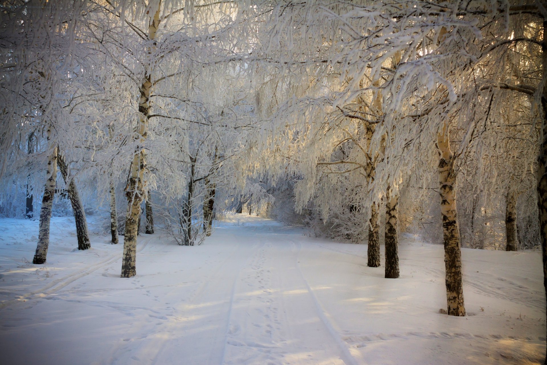 nature hiver neige route arbres forêt ciel paysage hiver blanc sensa nice