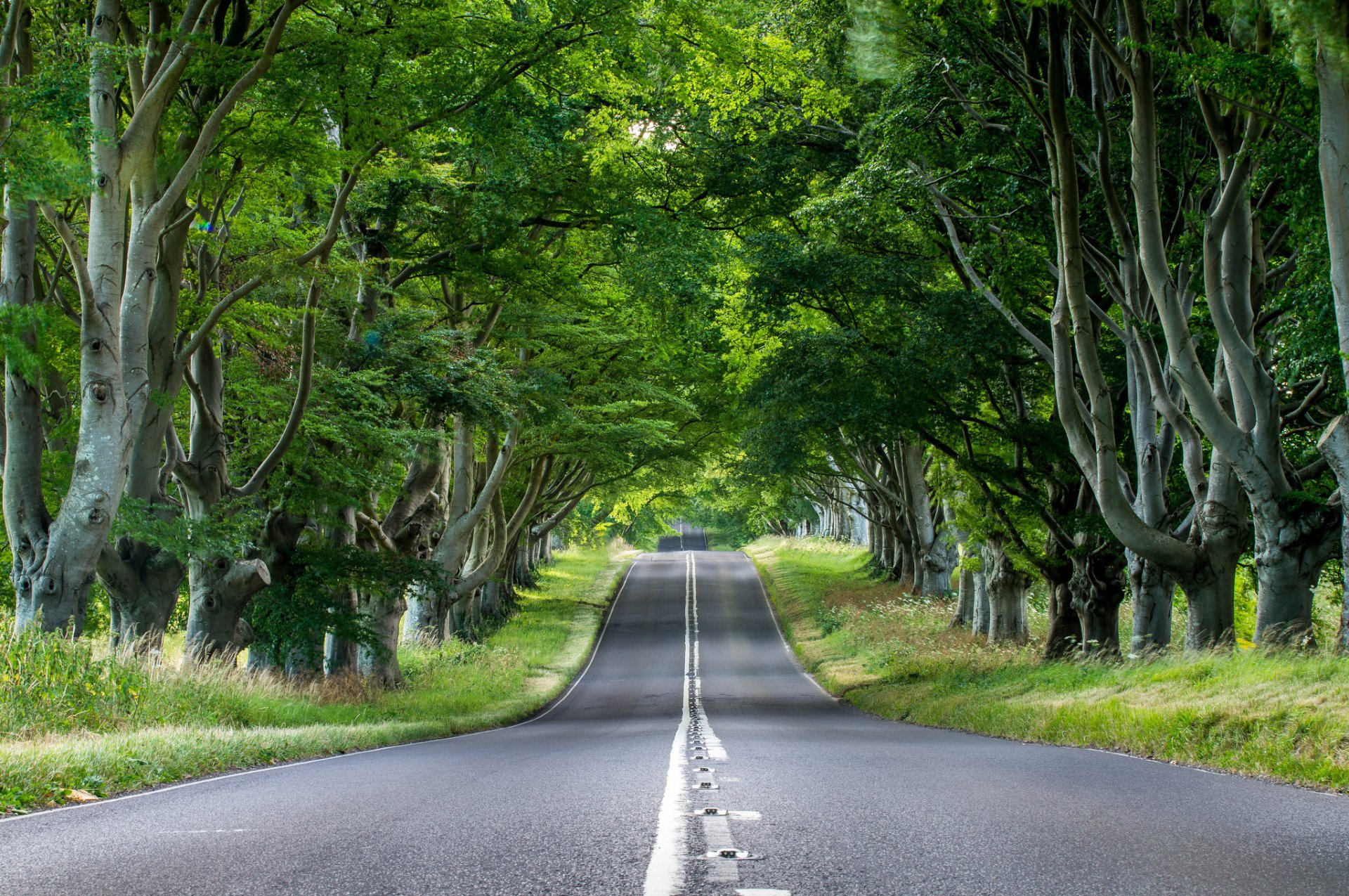 inglaterra carretera asfalto árboles troncos follaje hierba vegetación naturaleza