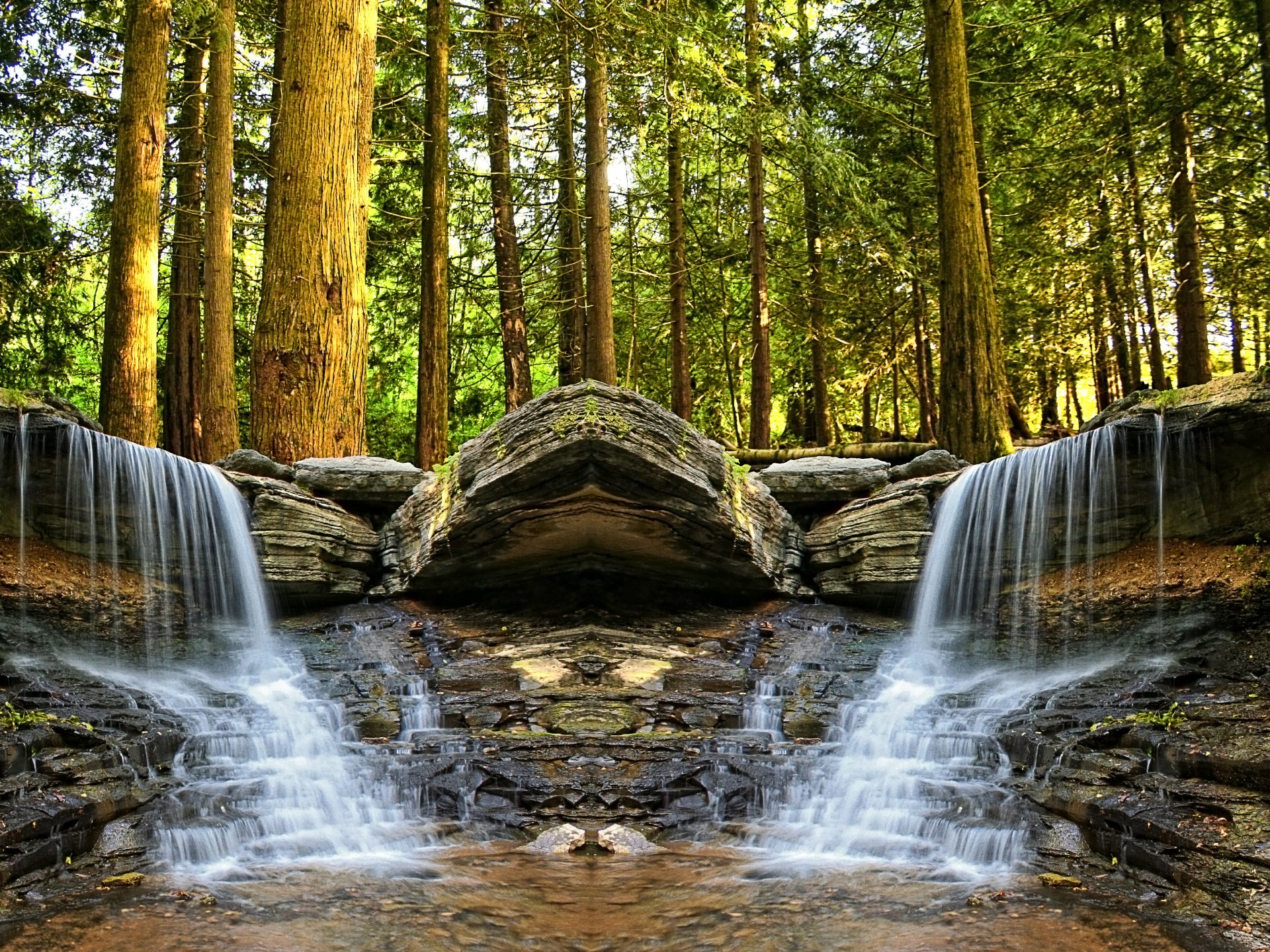 forêt arbres ruisseau cascade pierres tortue