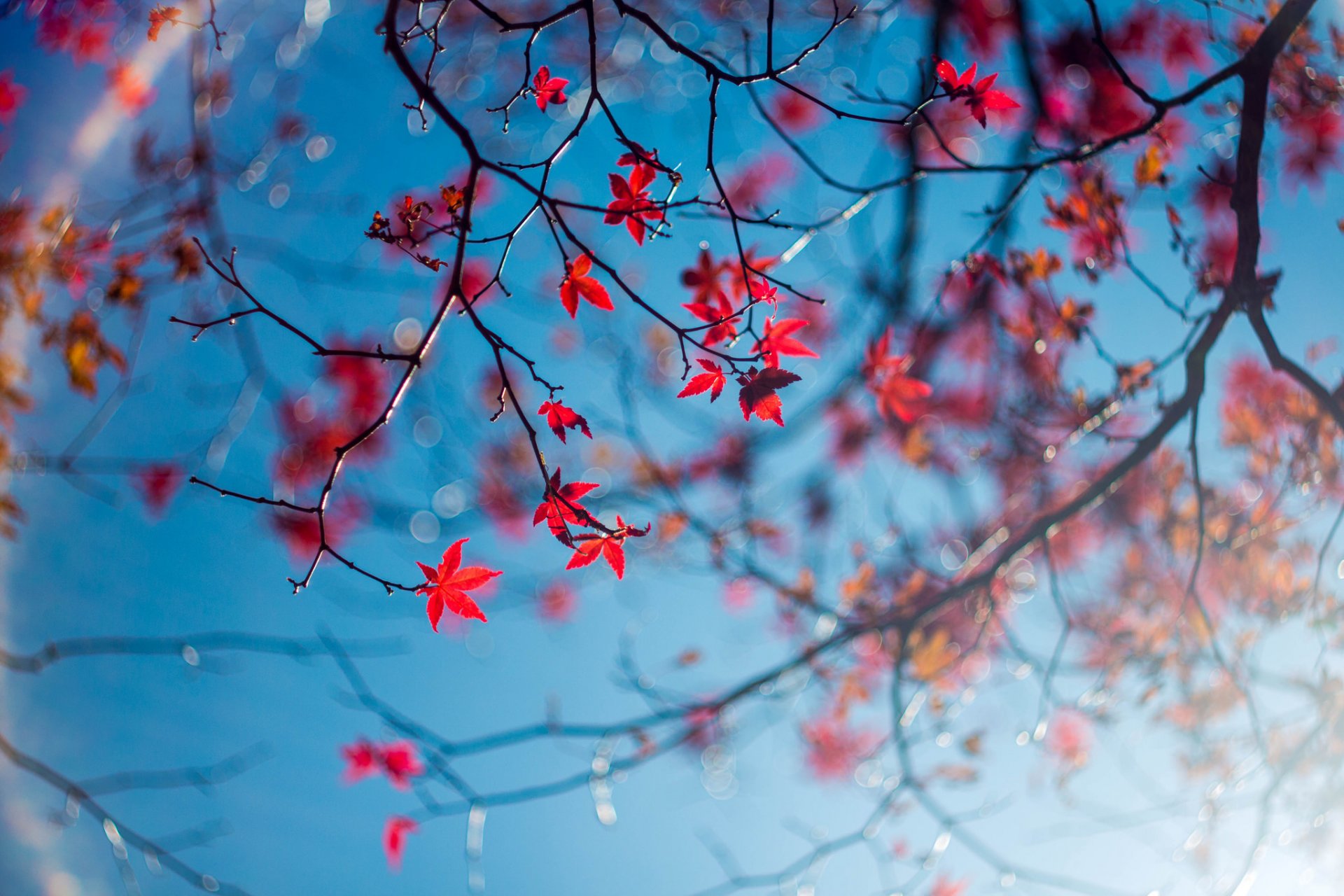 ciel branches feuilles automne gros plan