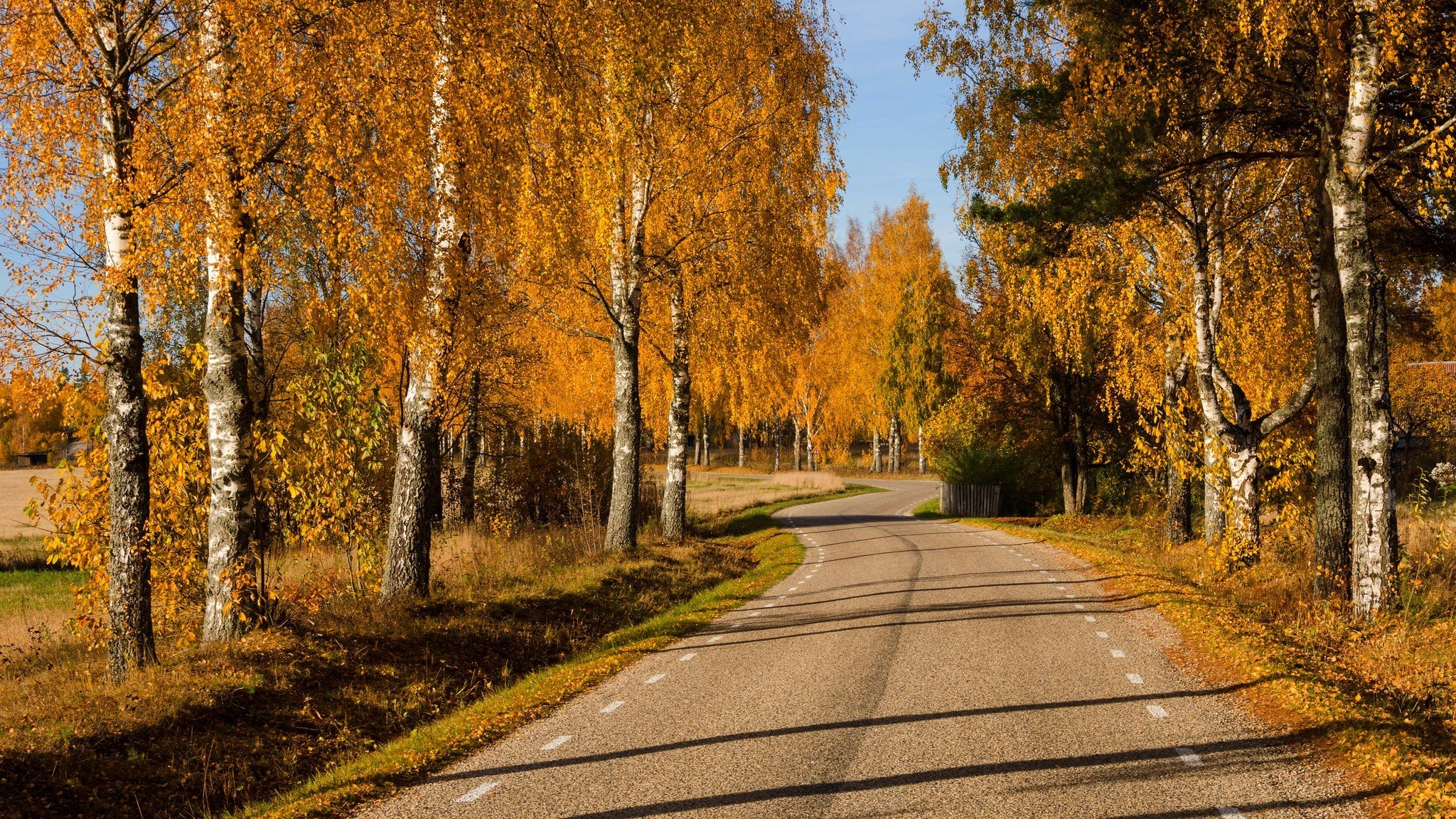 nature forêt parc arbres feuilles coloré route automne automne couleurs promenade