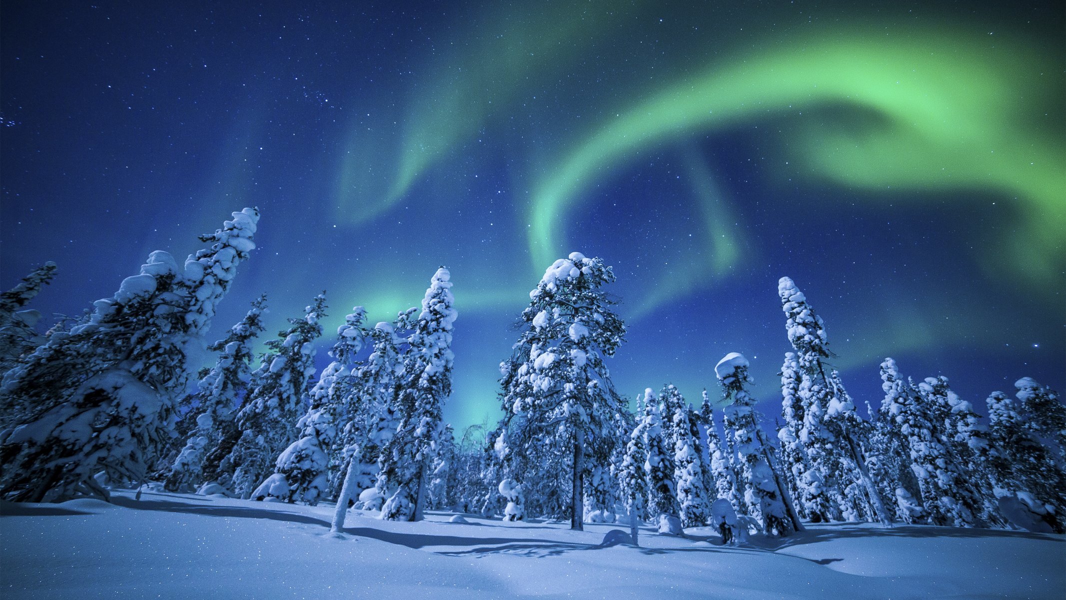 winter nature forest beautiful sky positive light