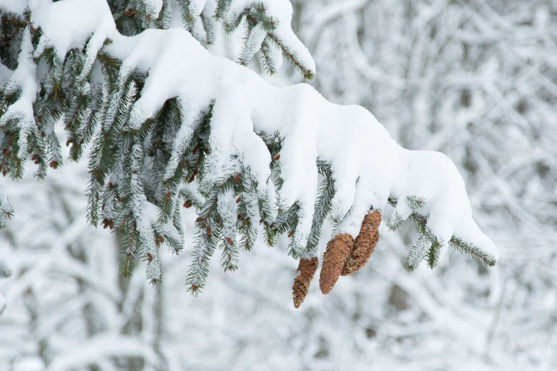 árbol árbol de navidad abeto conos invierno nieve