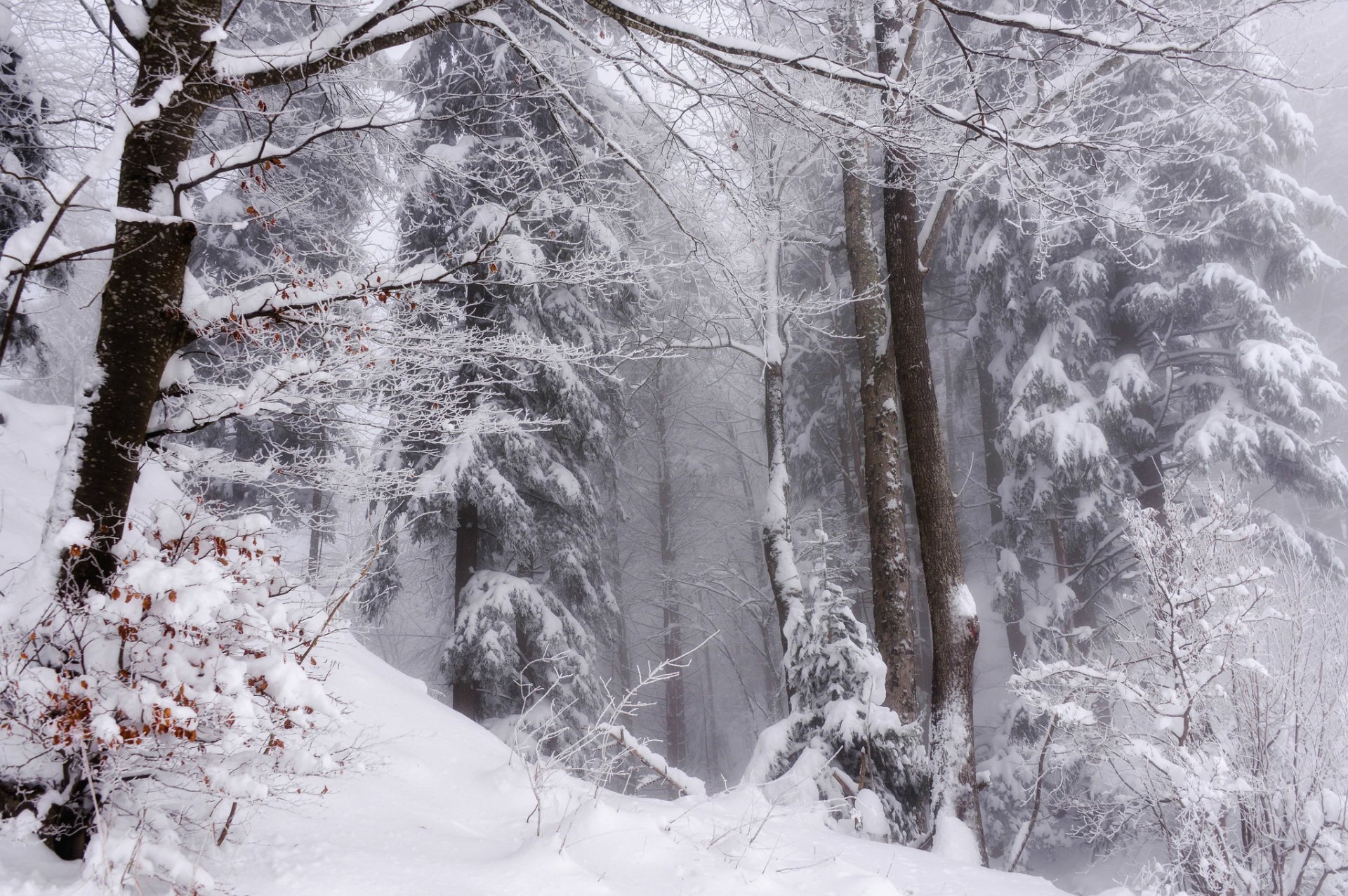 hiver neige forêt nature