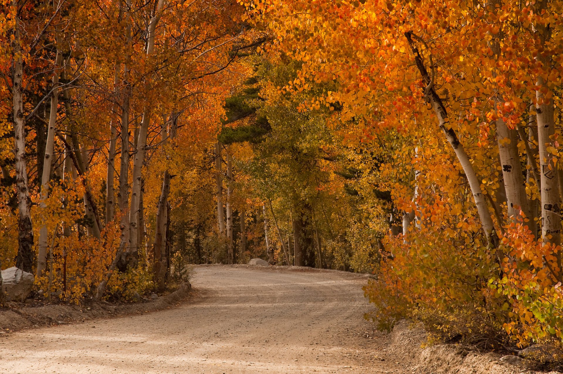 autunno settembre strada alberi pioppo tremulo vernice