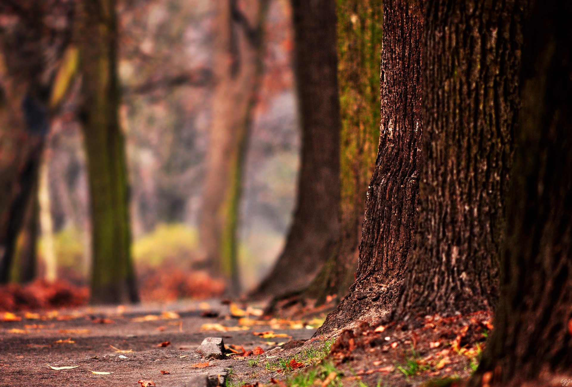 tree trunks forest leaves autumn