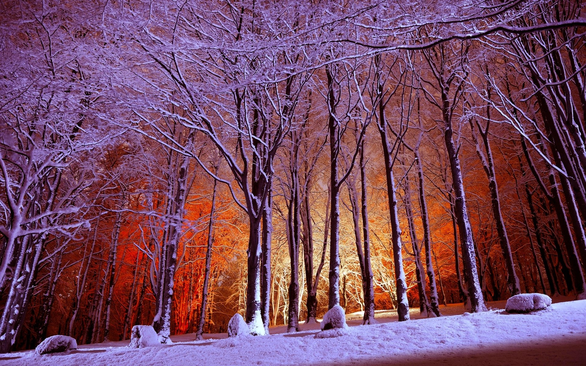 foresta parco inverno luce neve alberi