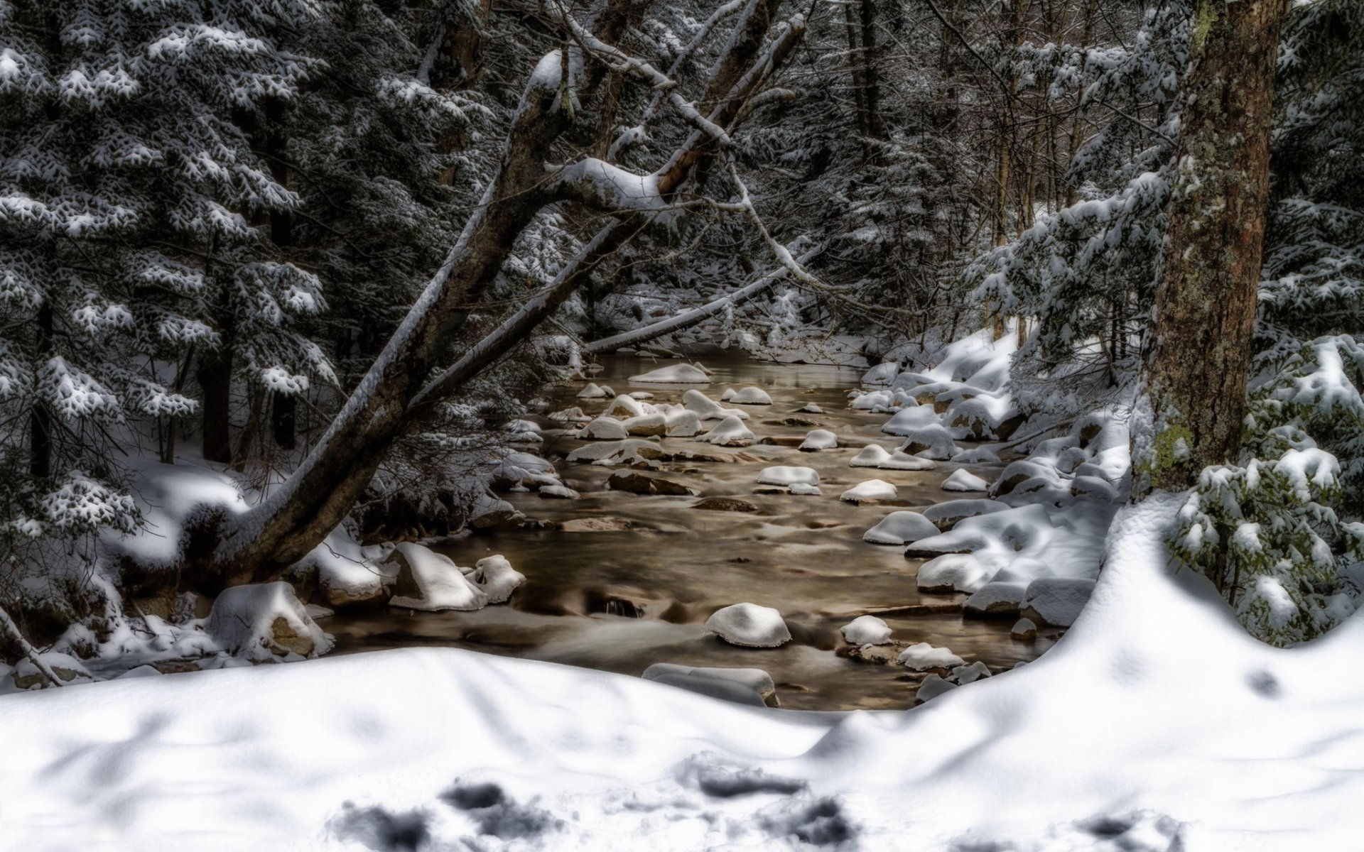 new hampshire strumień drzewa śnieg