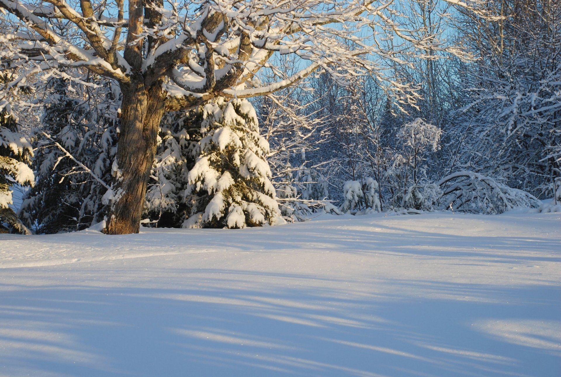 kanada winter schnee wald bäume