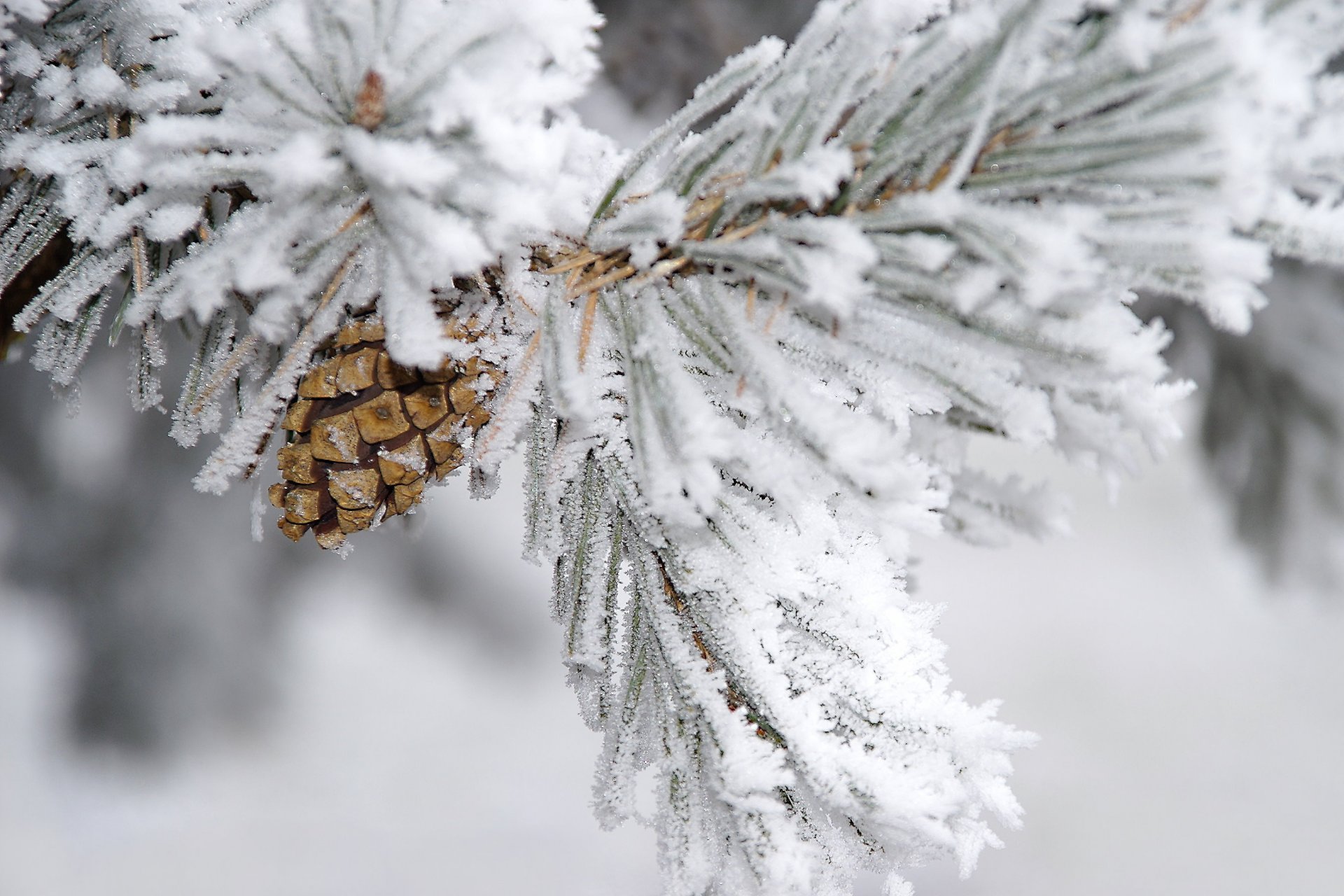 zweig winter kiefer schnee tannenzapfen