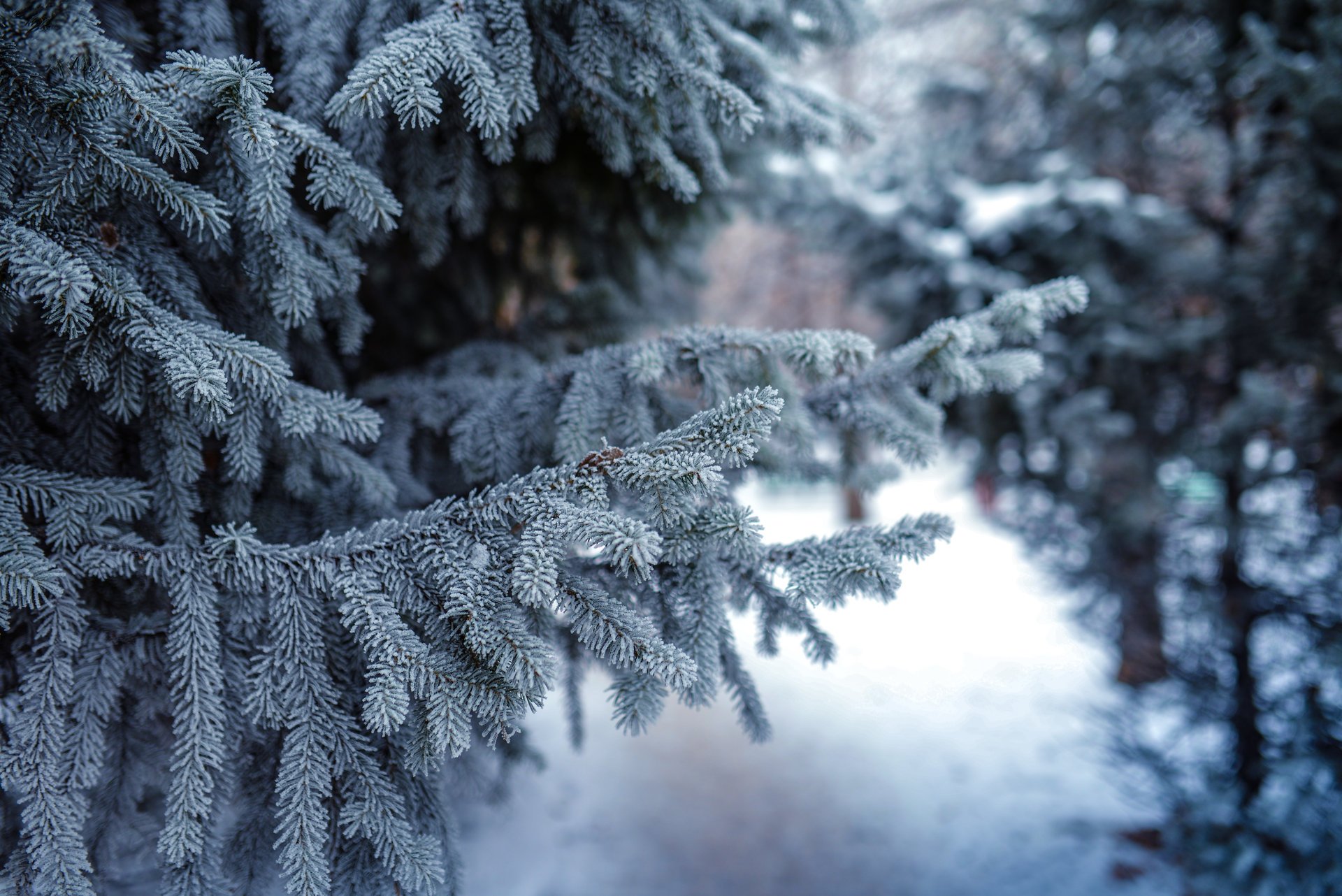 natur fichten kiefern winter schnee zweige nadeln