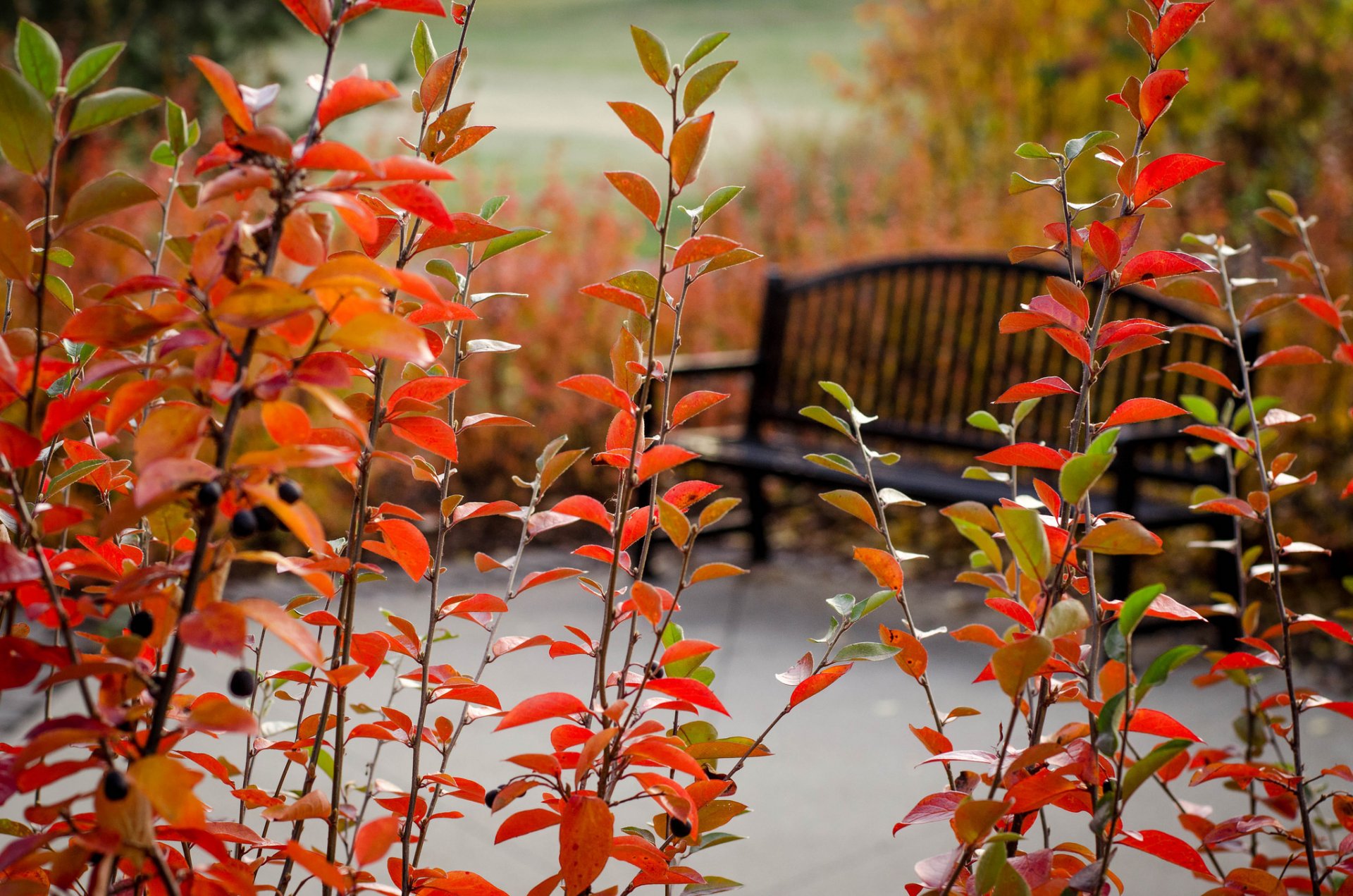 park bench plants tree autumn