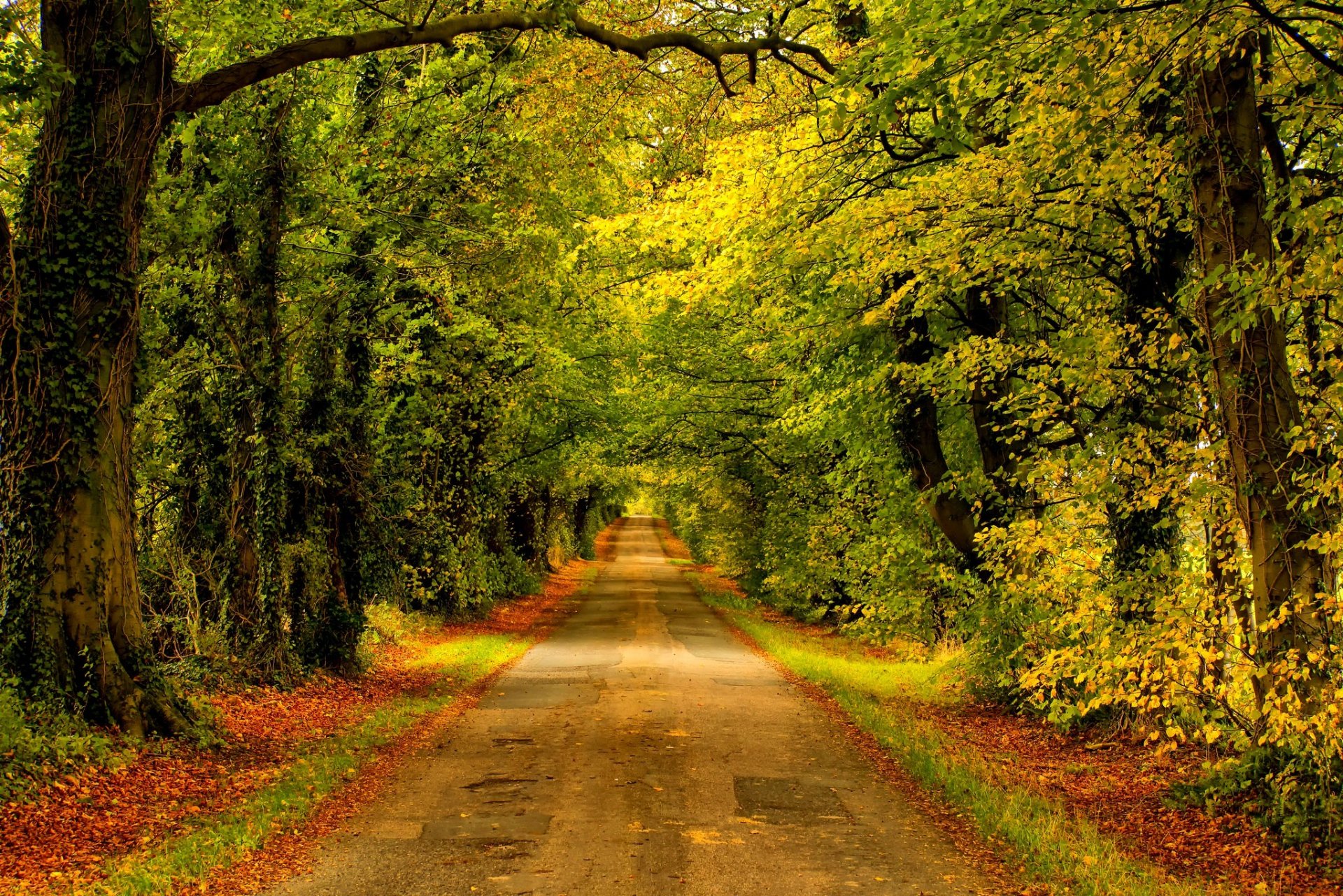 natur wald park bäume blätter bunt straße herbst herbst farben zu fuß