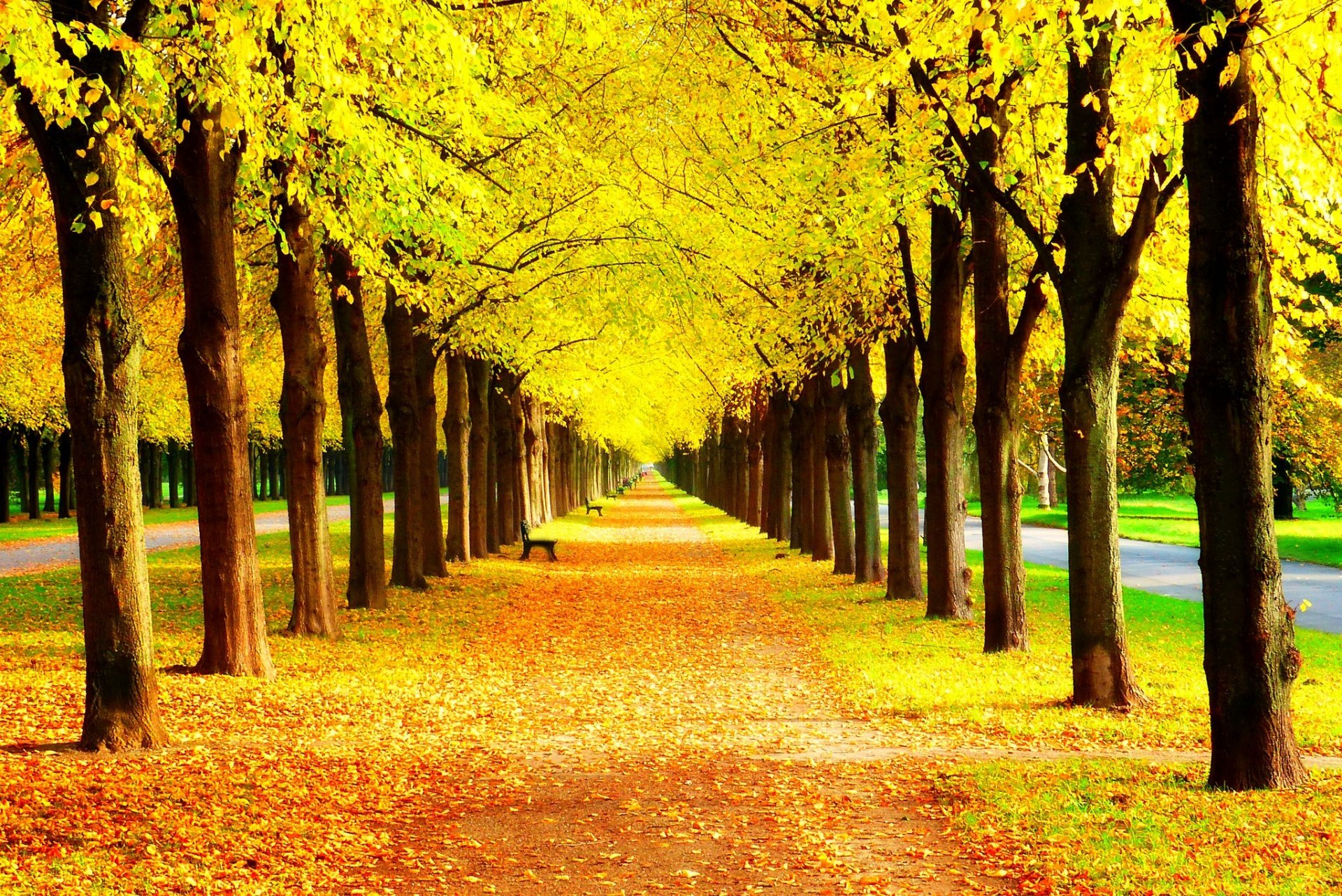 foglie alberi parco erba strada colori autunno passeggiata hdr natura poster panchina