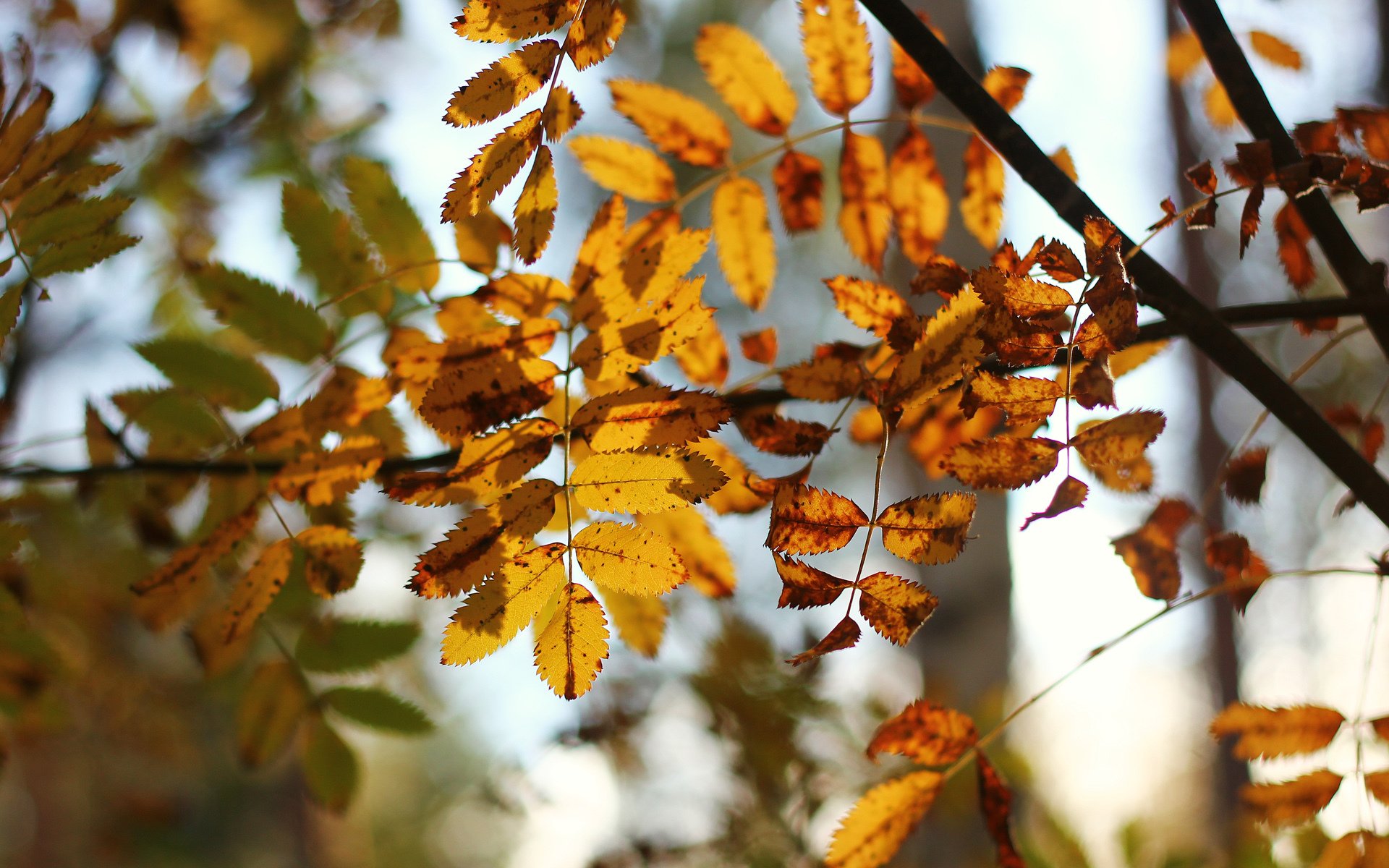 nature leaves yellow autumn