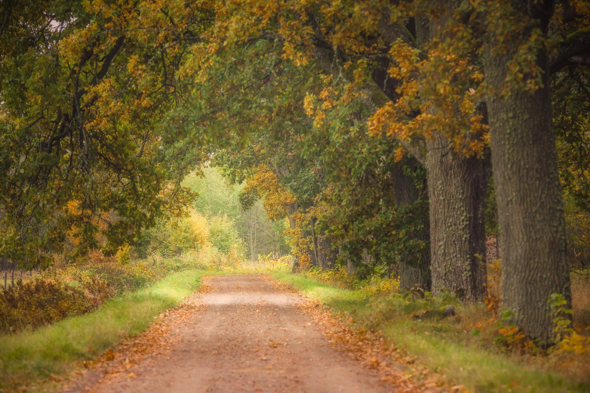 camino árboles naturaleza otoño