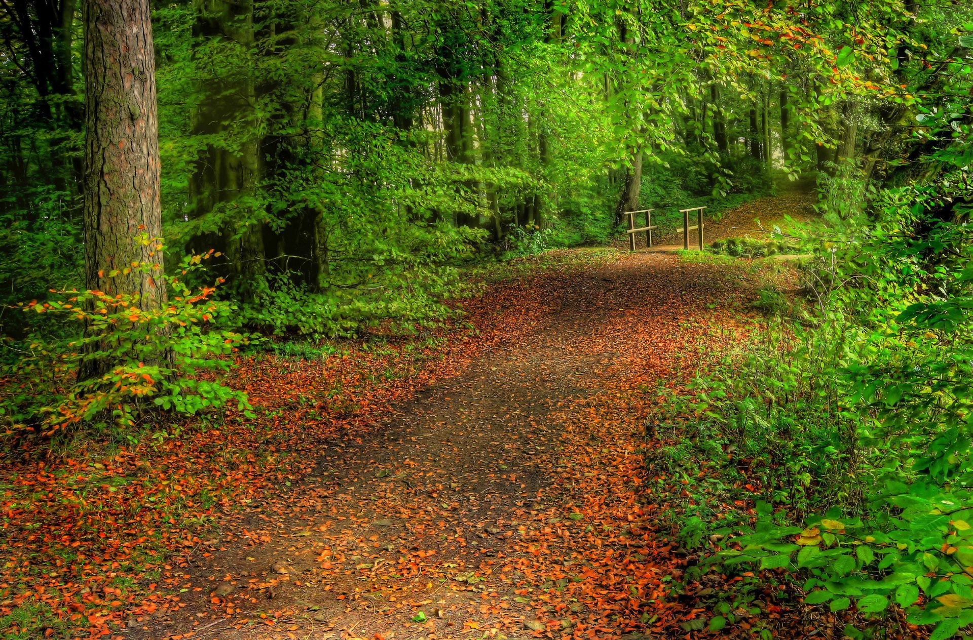 foresta alberi strada foglie ponte