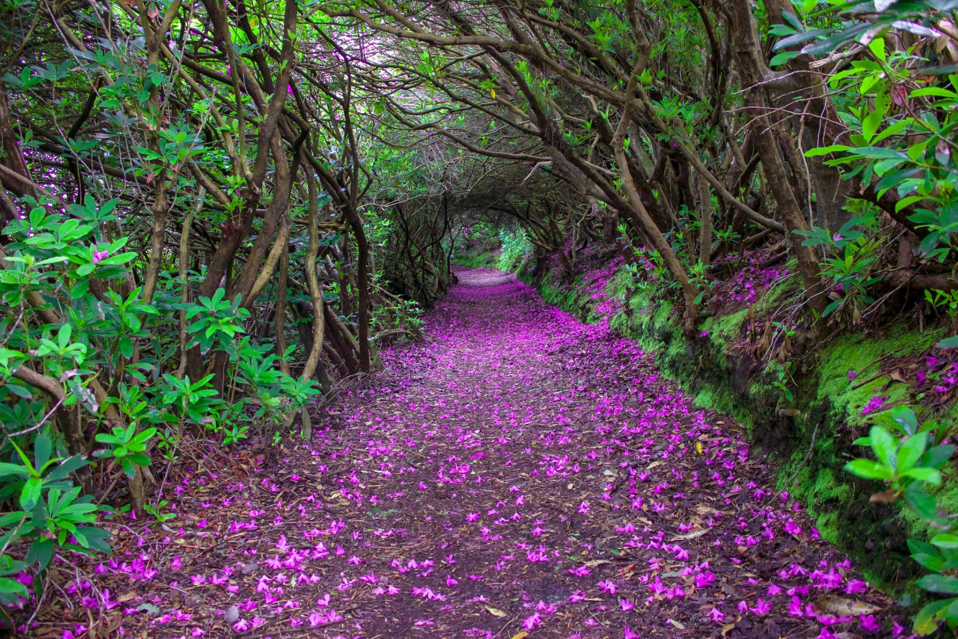 kenmare irlande parc tunnel buissons arbres allée pétales