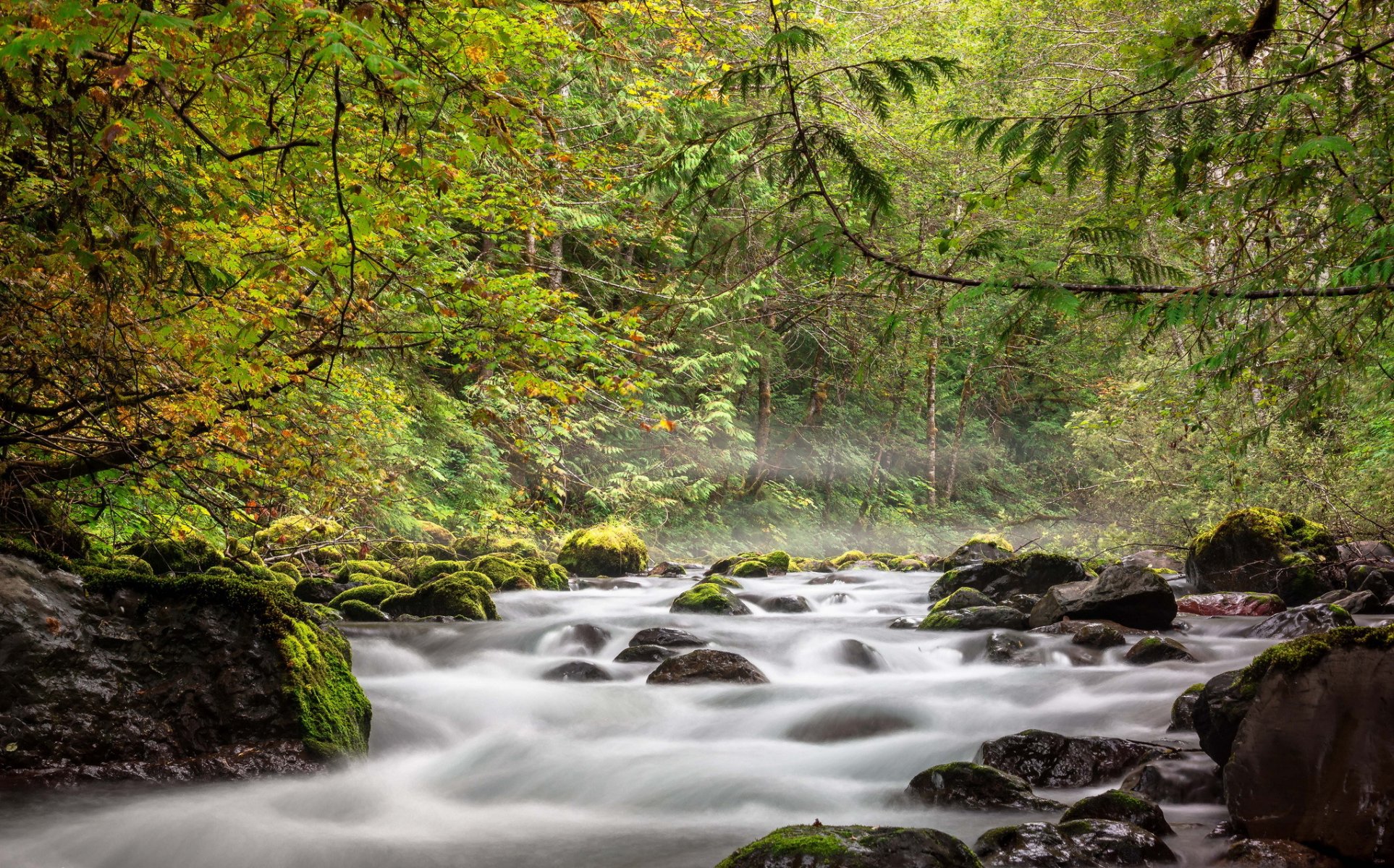 foresta autunno fiume flusso pietre