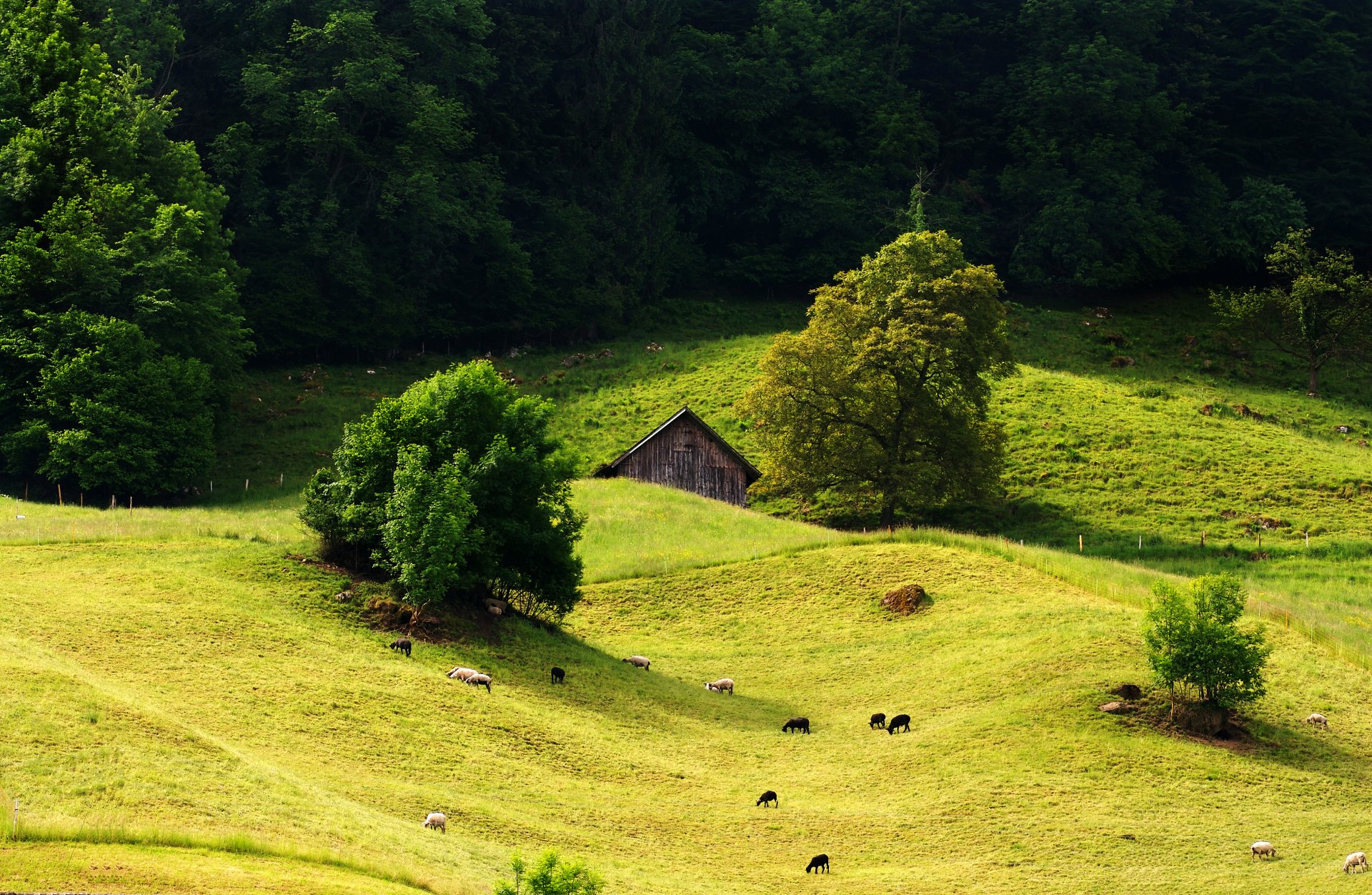 house meadow grass hills tree forest sheep