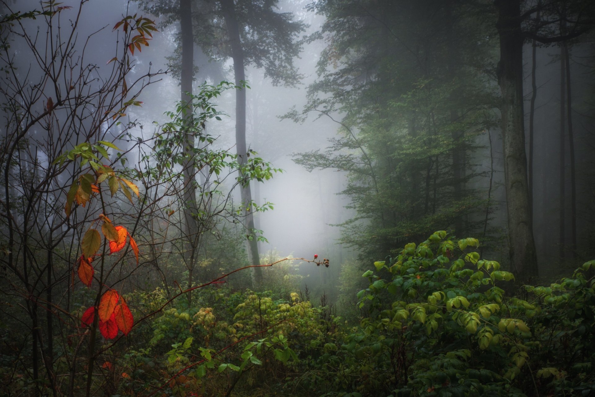 foresta nebbia autunno foglie