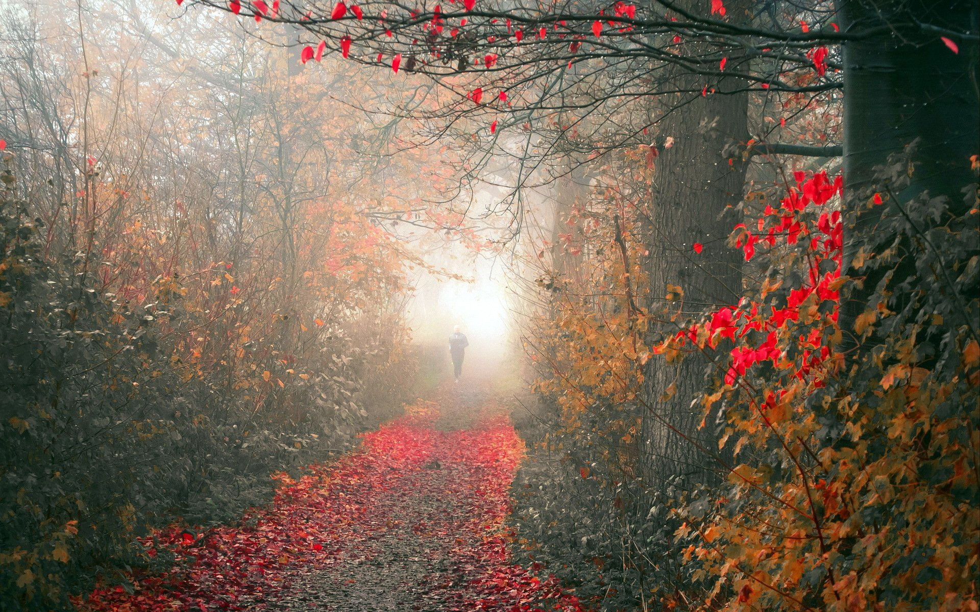 autumn park fog nature