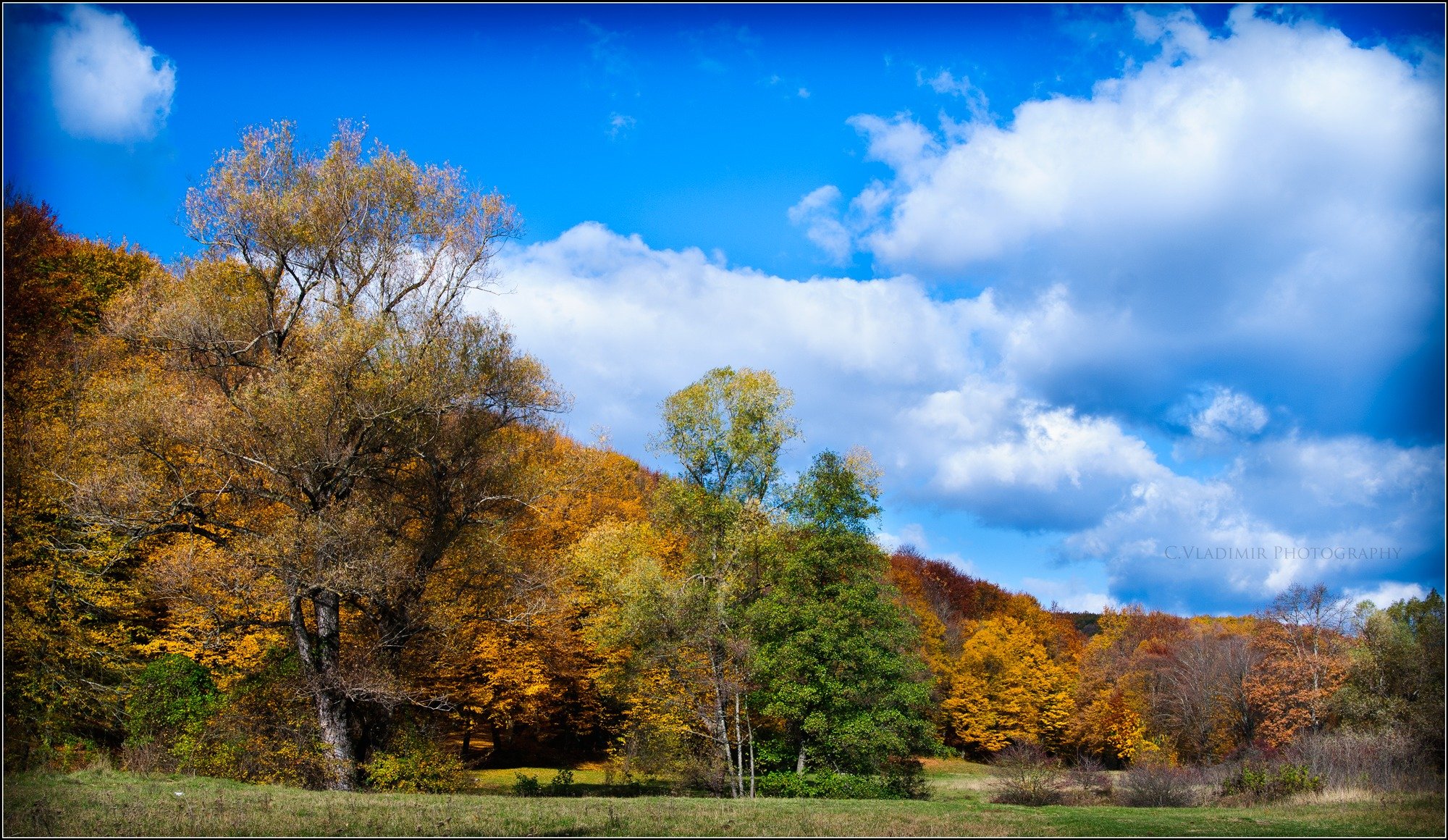 autumn tree foliage sky cloud