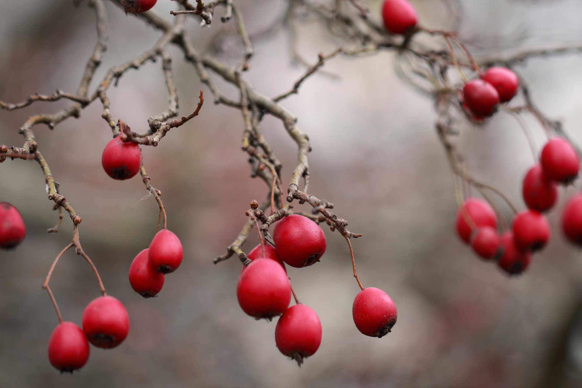 very berry berries close up