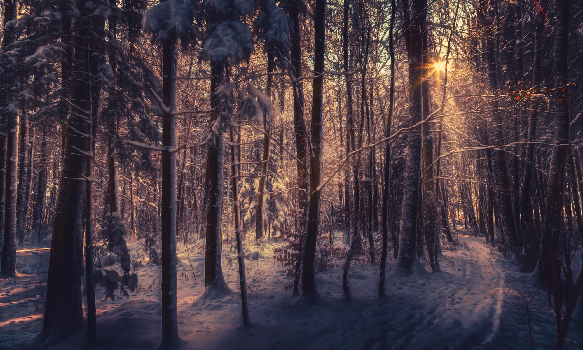 bosque de invierno luz del sol tratamiento nieve