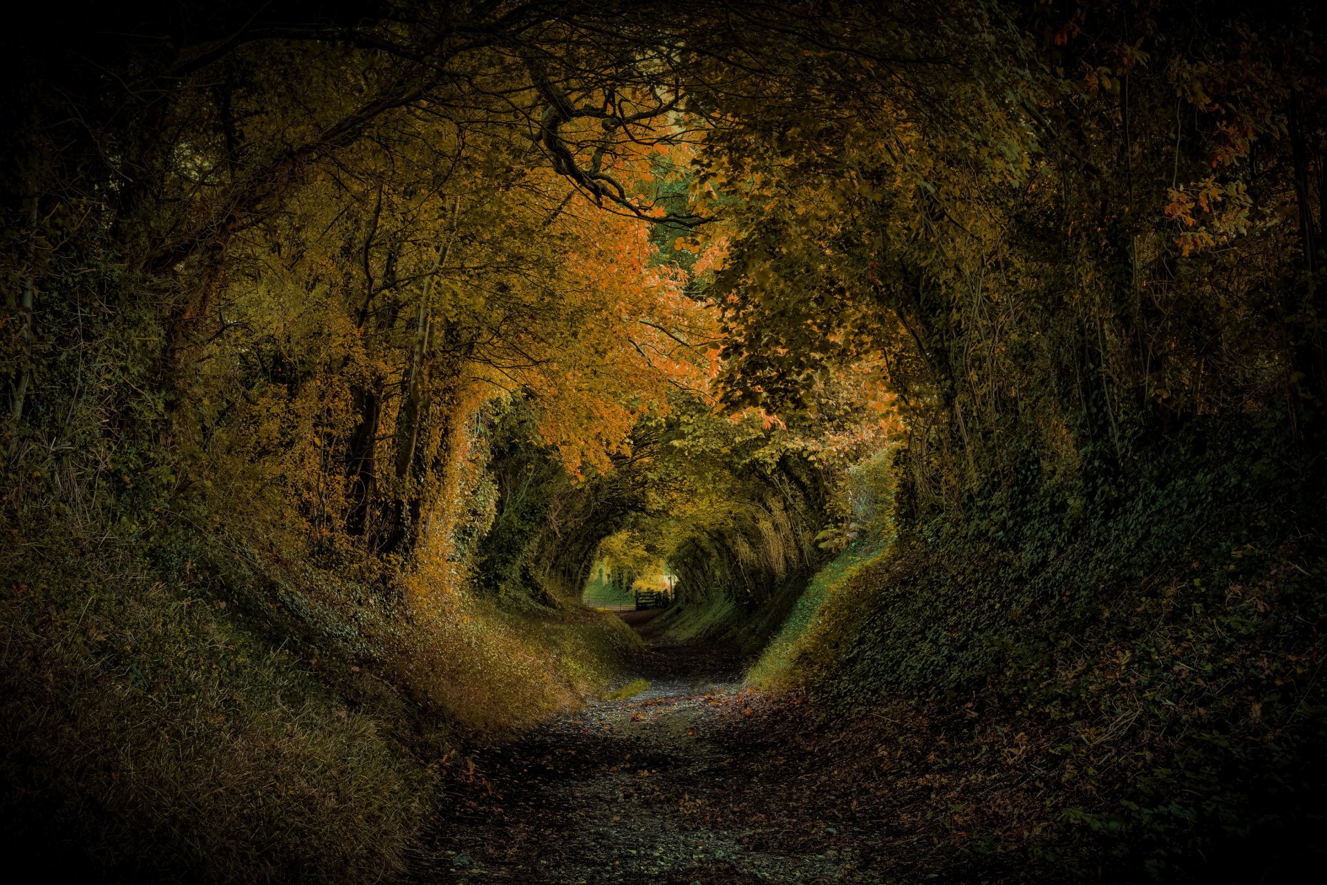 halnaker inghilterra parco alberi pendenza tunnel