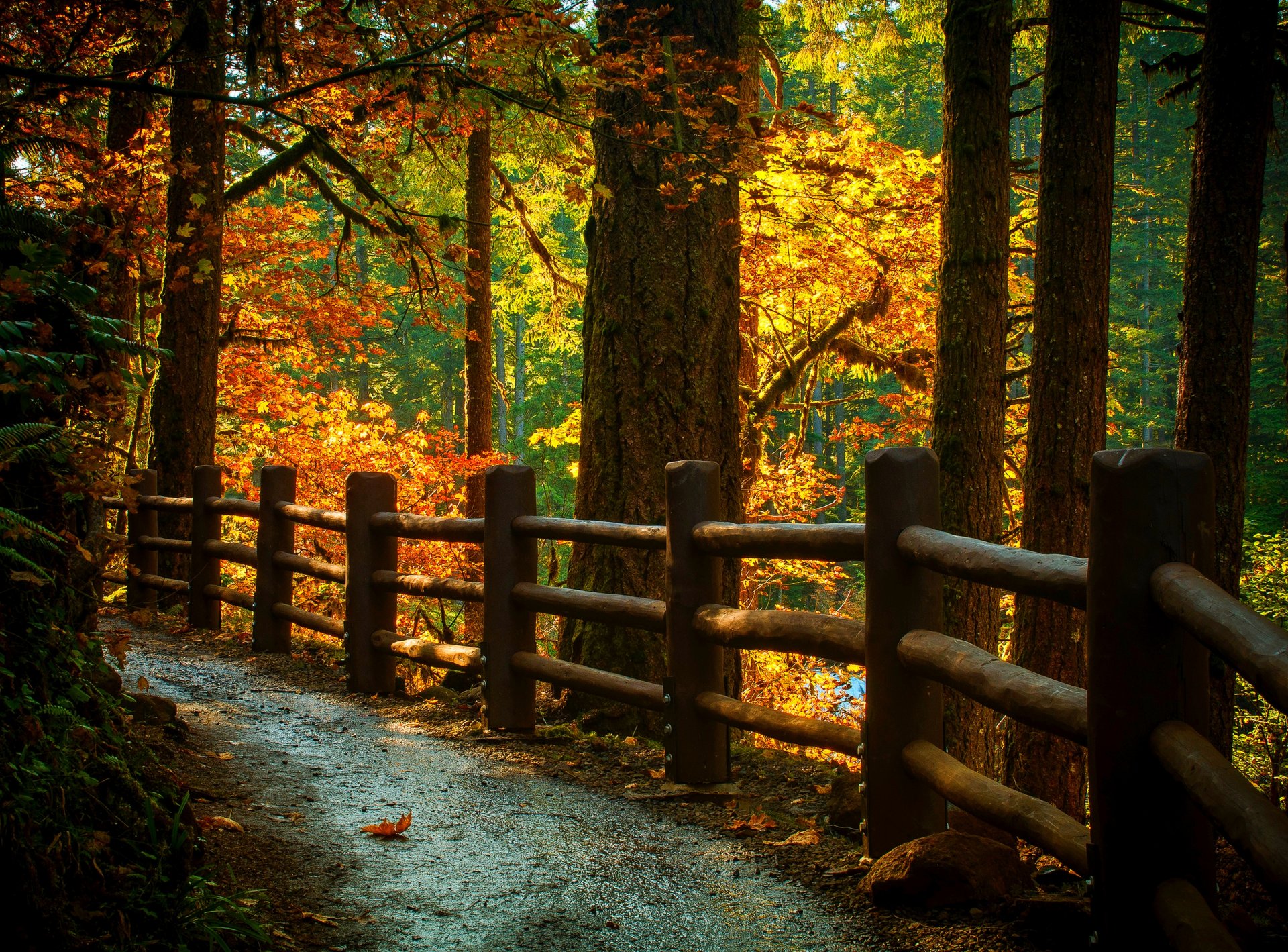 natur bäume berg blätter bunt straße herbst herbst farben zu fuß