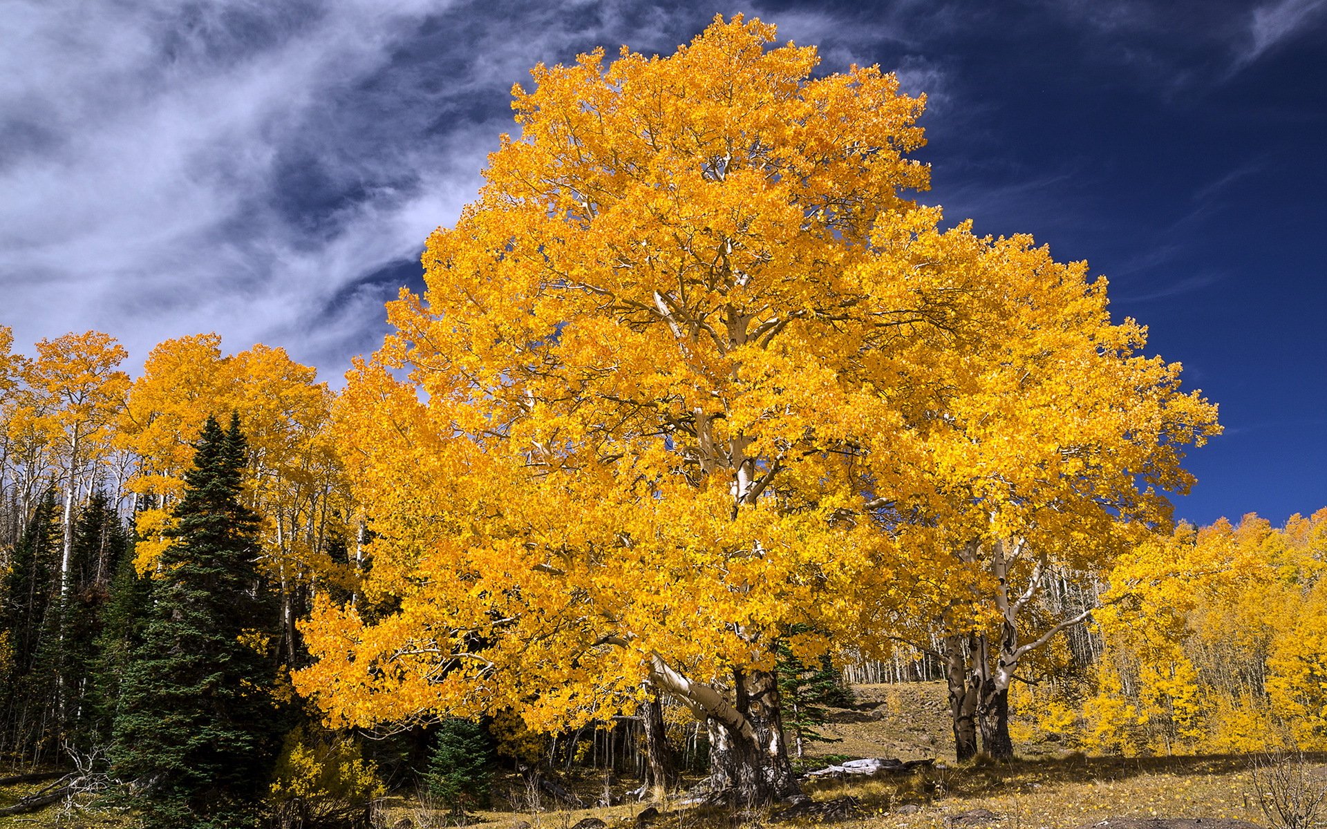 baum herbst landschaft