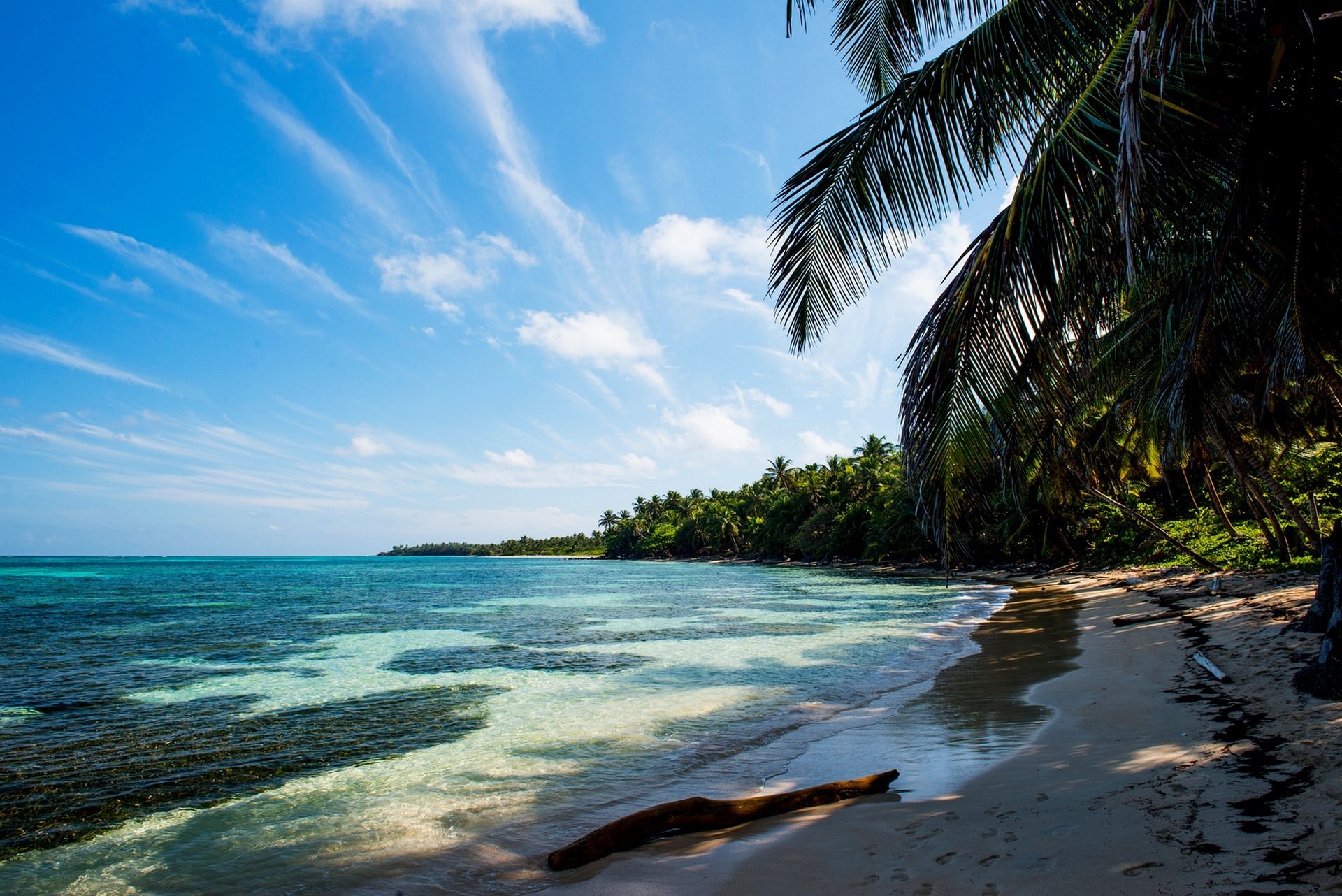 ea tropics beach sand palm branch