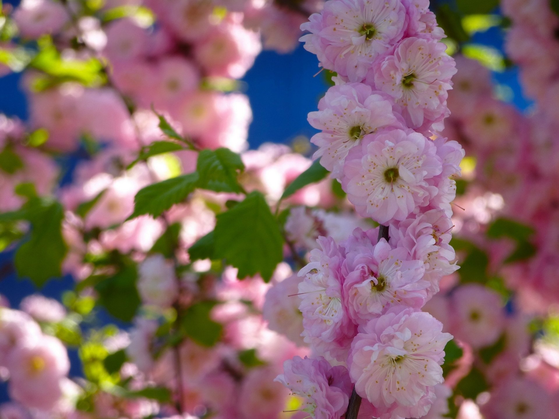 almendra rama floración primavera flores