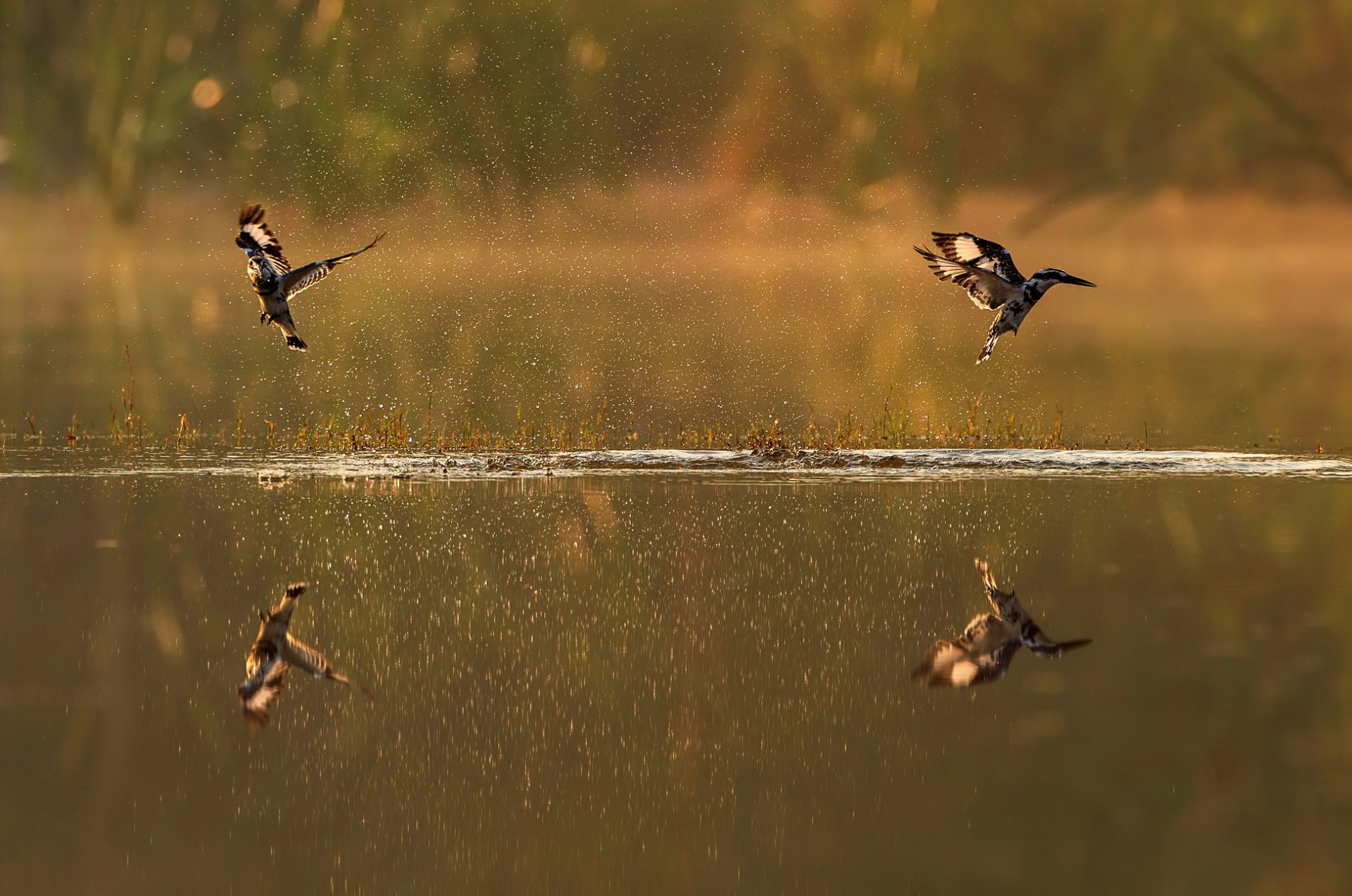 vögel spritzen reflexion