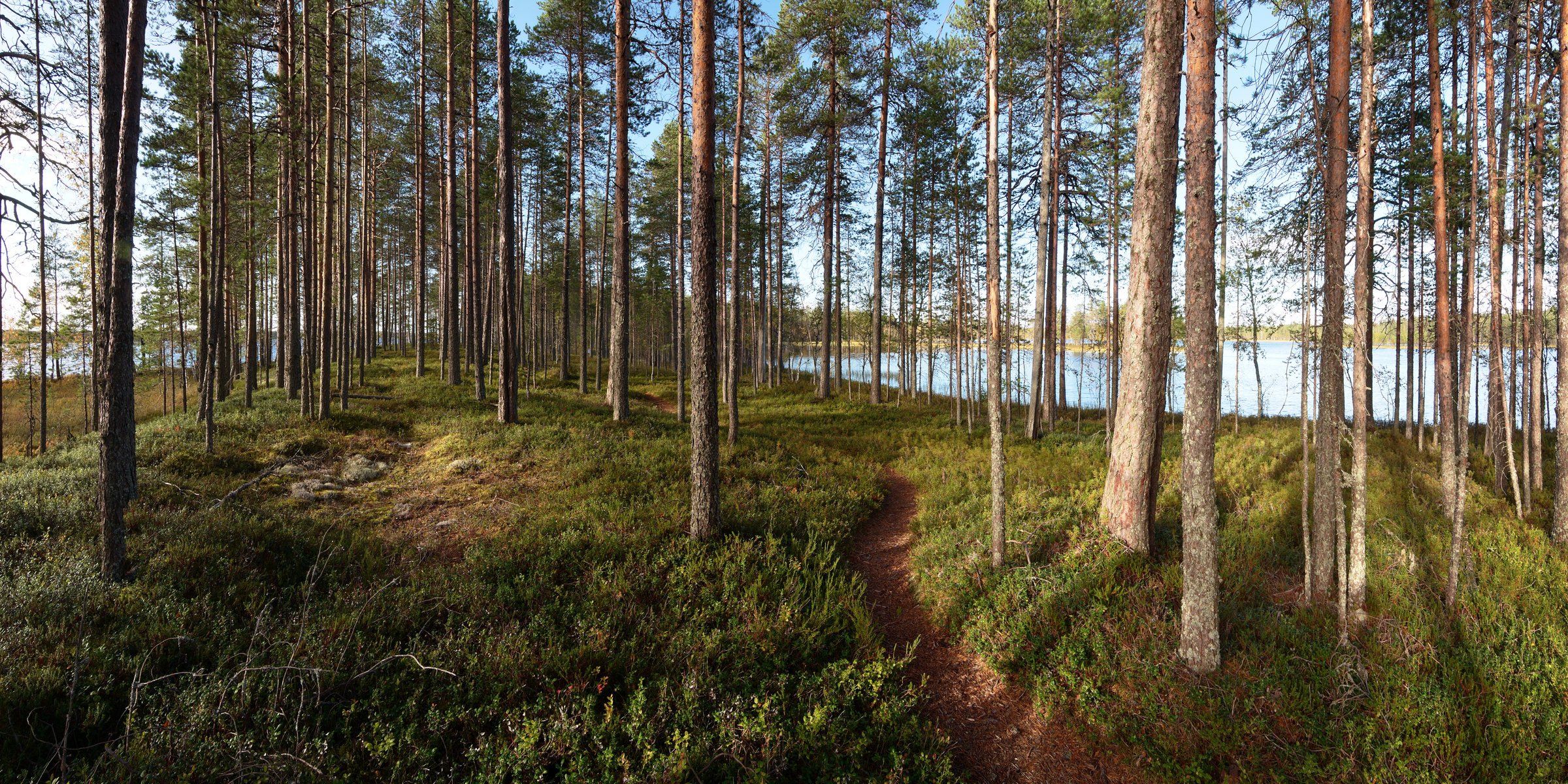 forêt lac sentier arbres