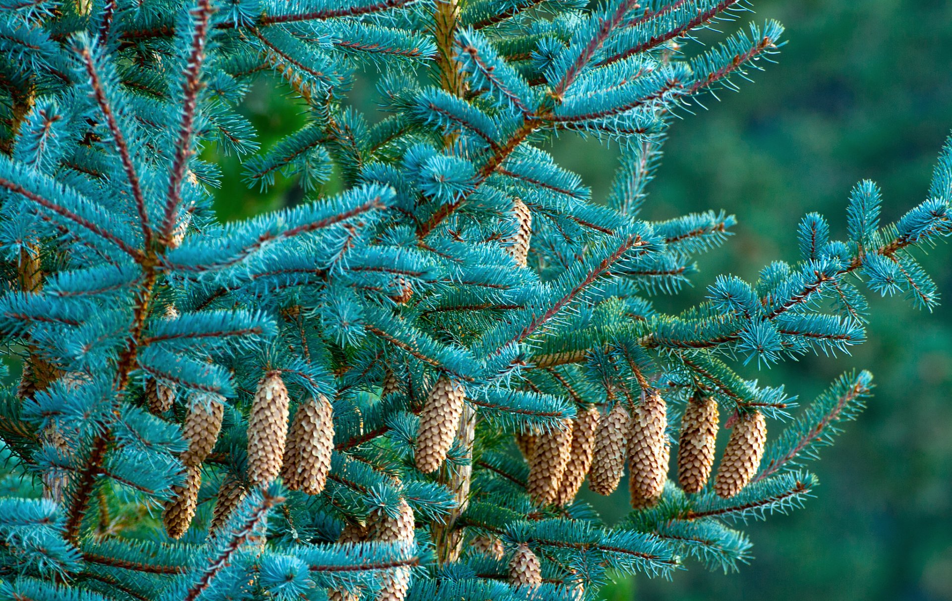 bosque árbol árbol de navidad abeto conos