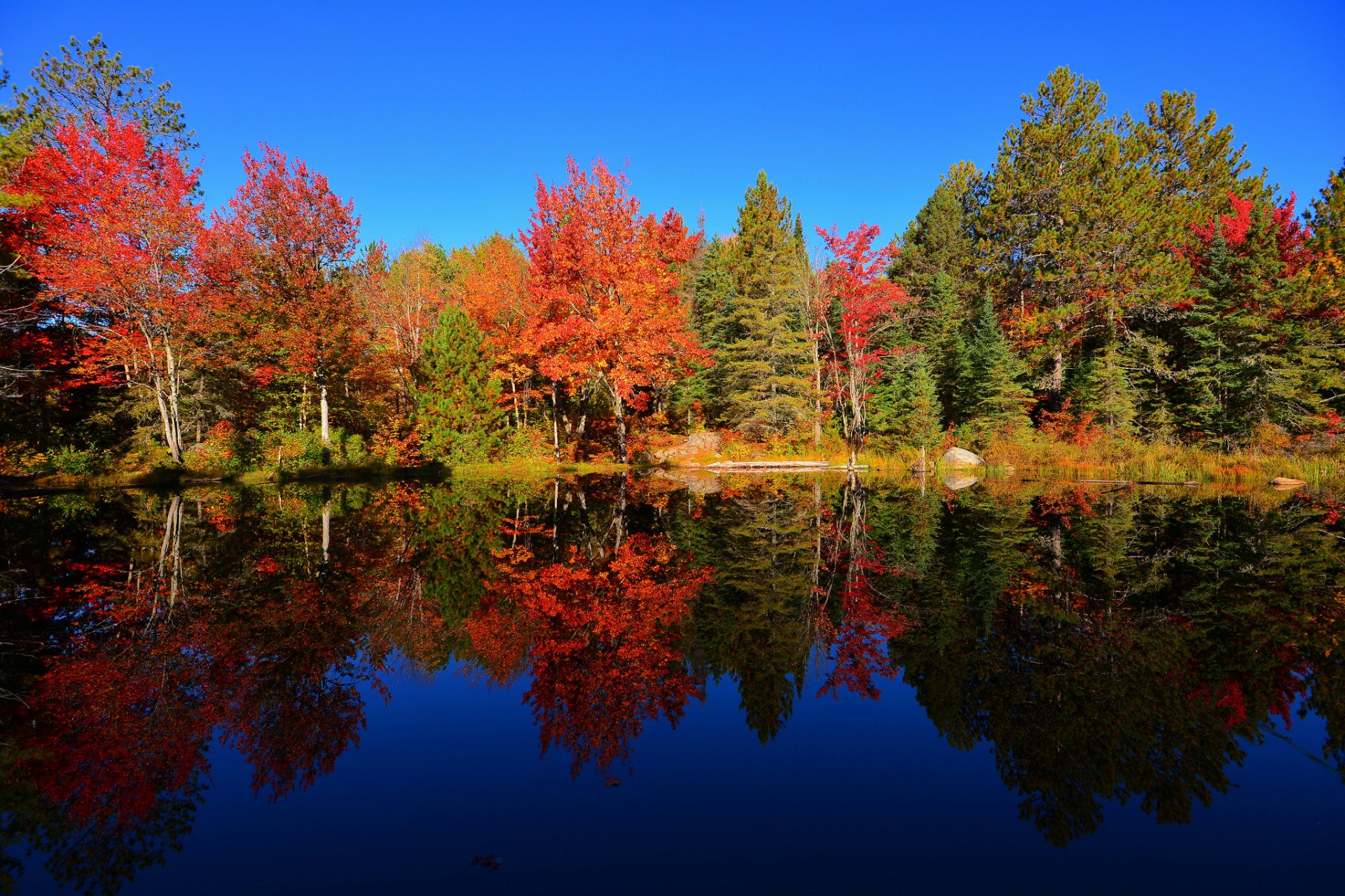 cielo bosque estanque árboles otoño reflexión