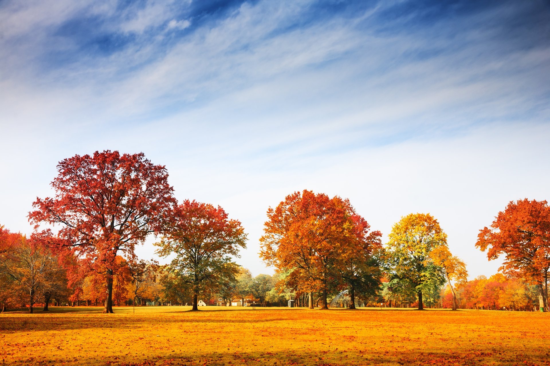 jesień park drzewa