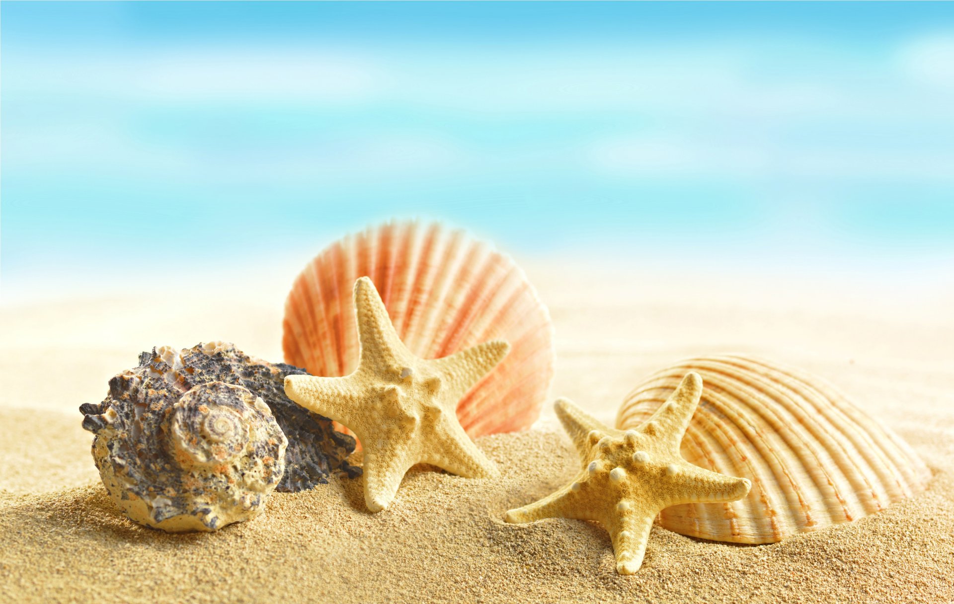 conchiglie stelle marine spiaggia sabbia mare