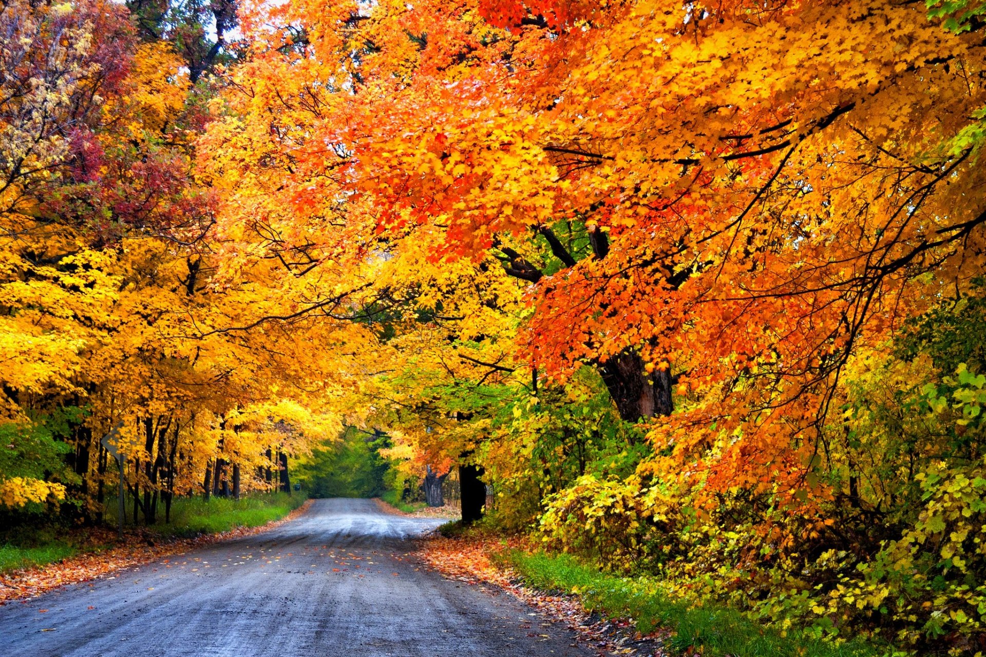 nature forest park trees leaves colorful road autumn fall colors walk