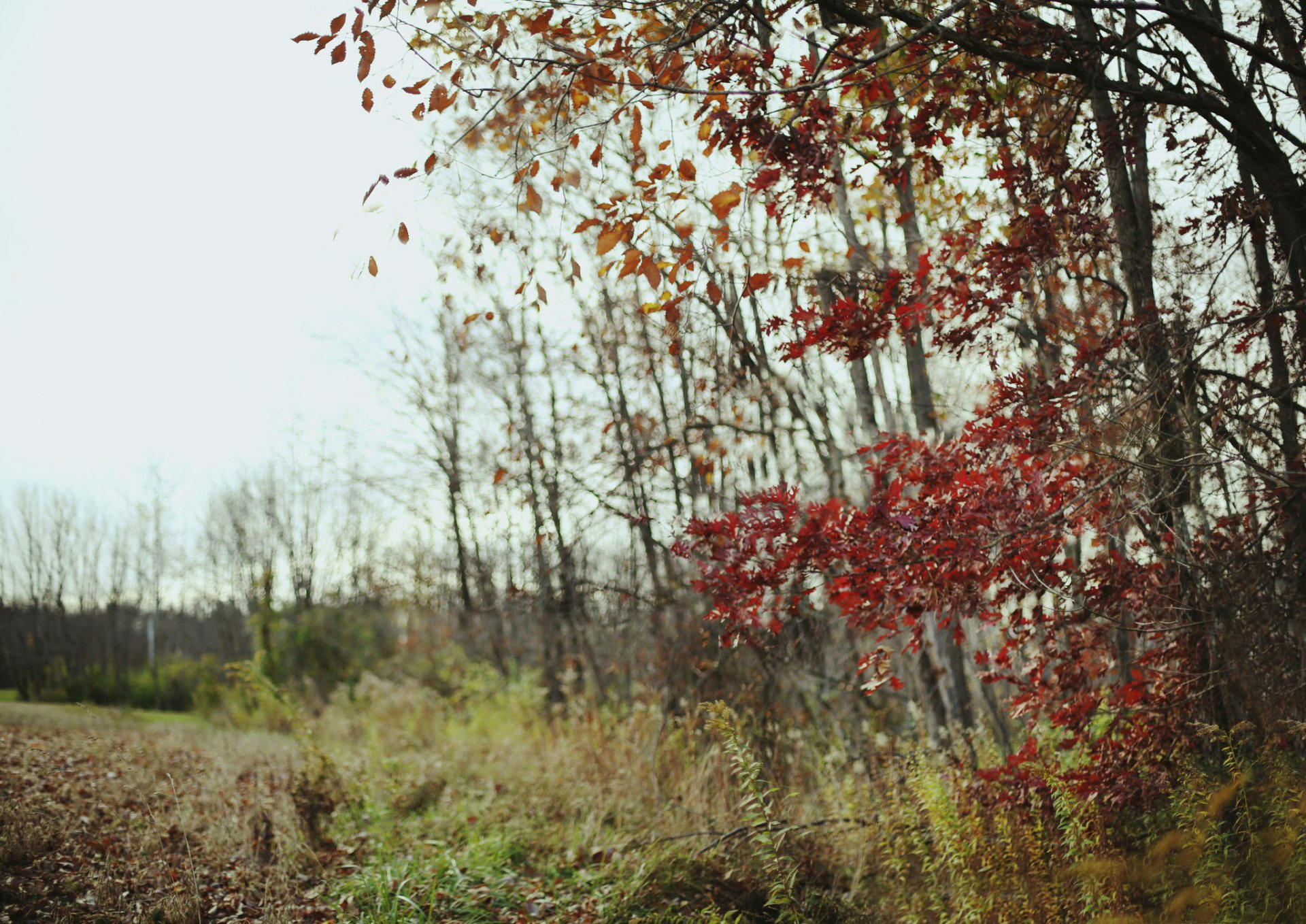 campo bosque otoño