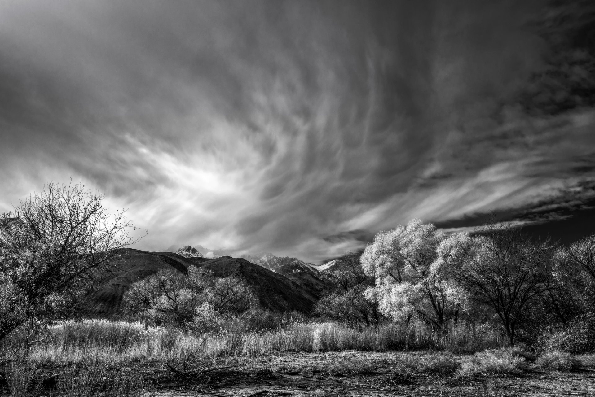 colline alberi bn