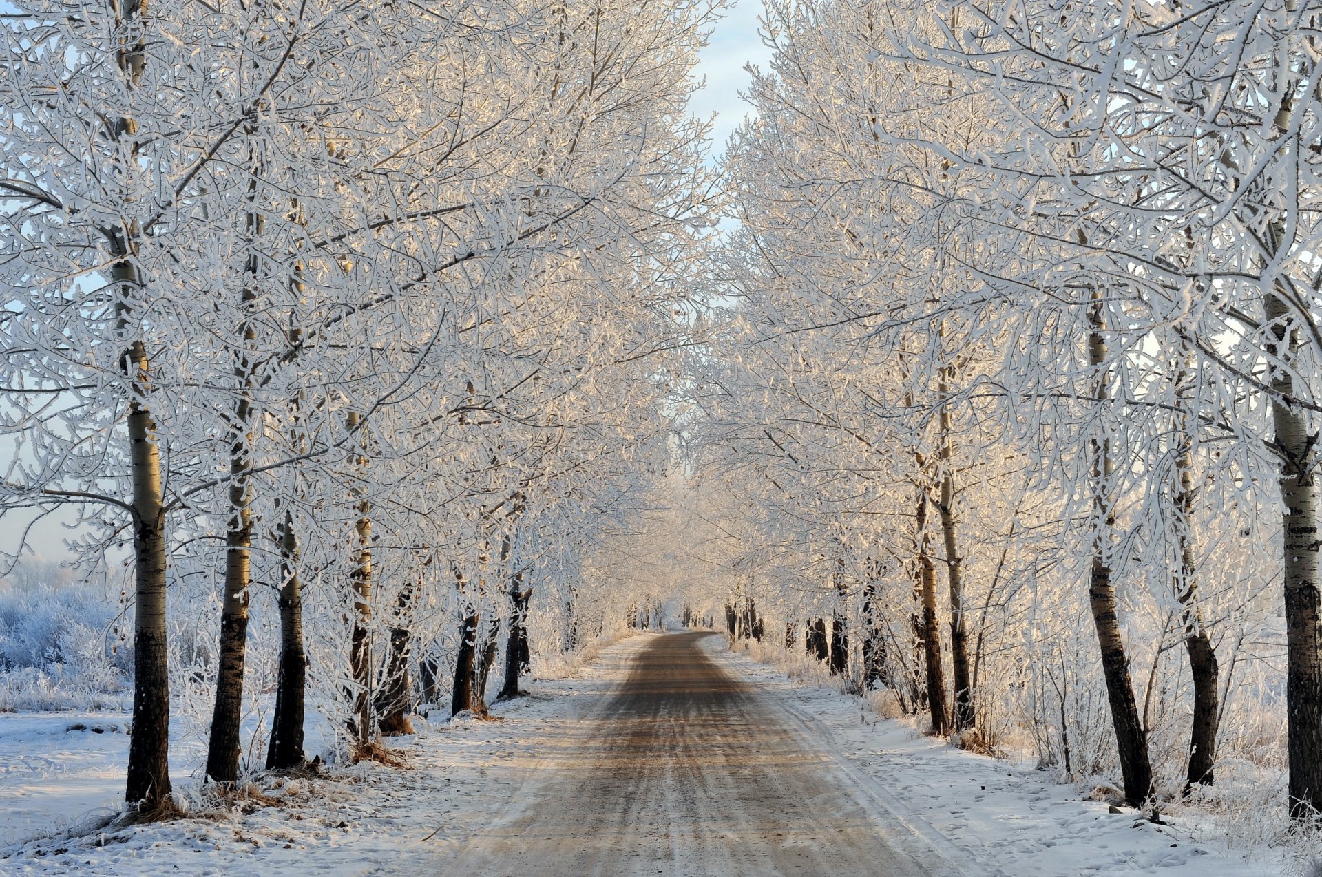 carretera árboles paisaje invierno