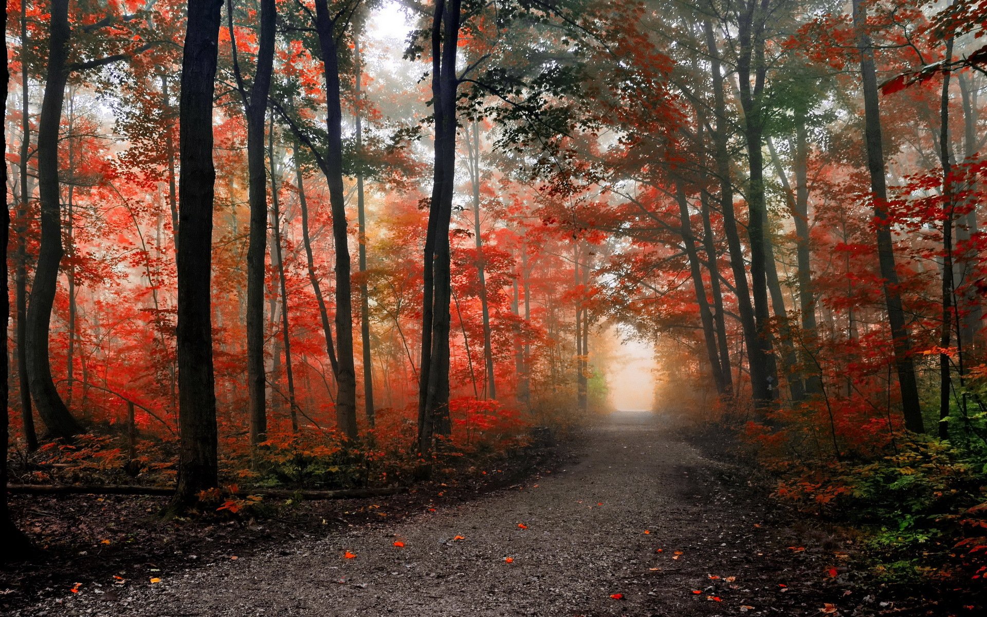 herbst wald straße