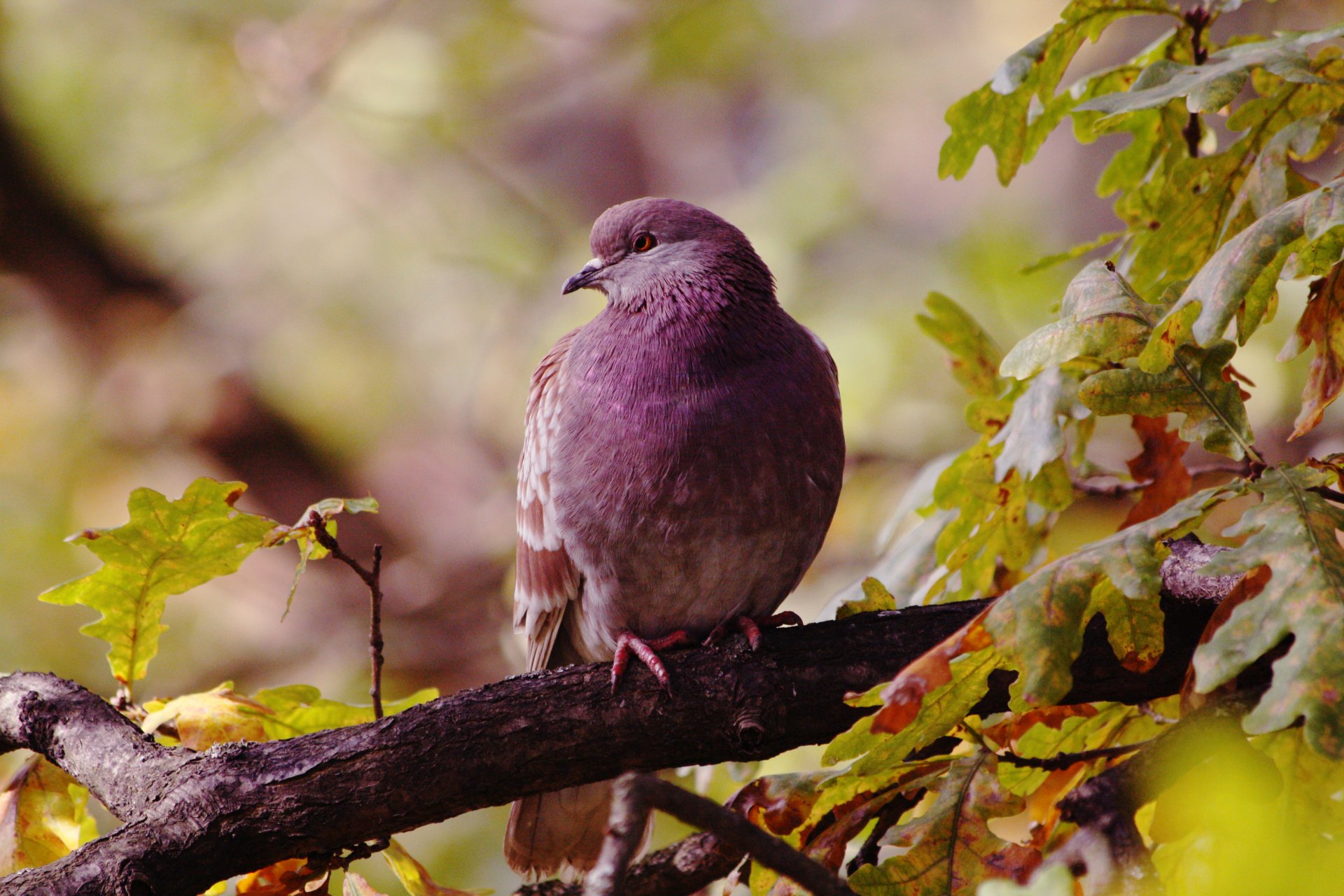 vögel vogel taube zweig eiche herbst blätter