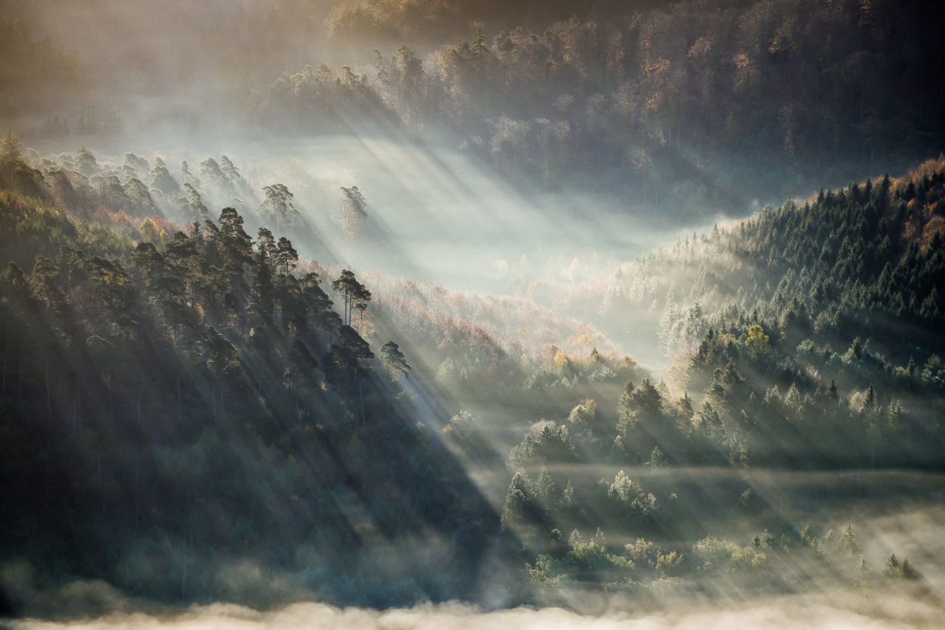 montañas bosque niebla rayos de sol